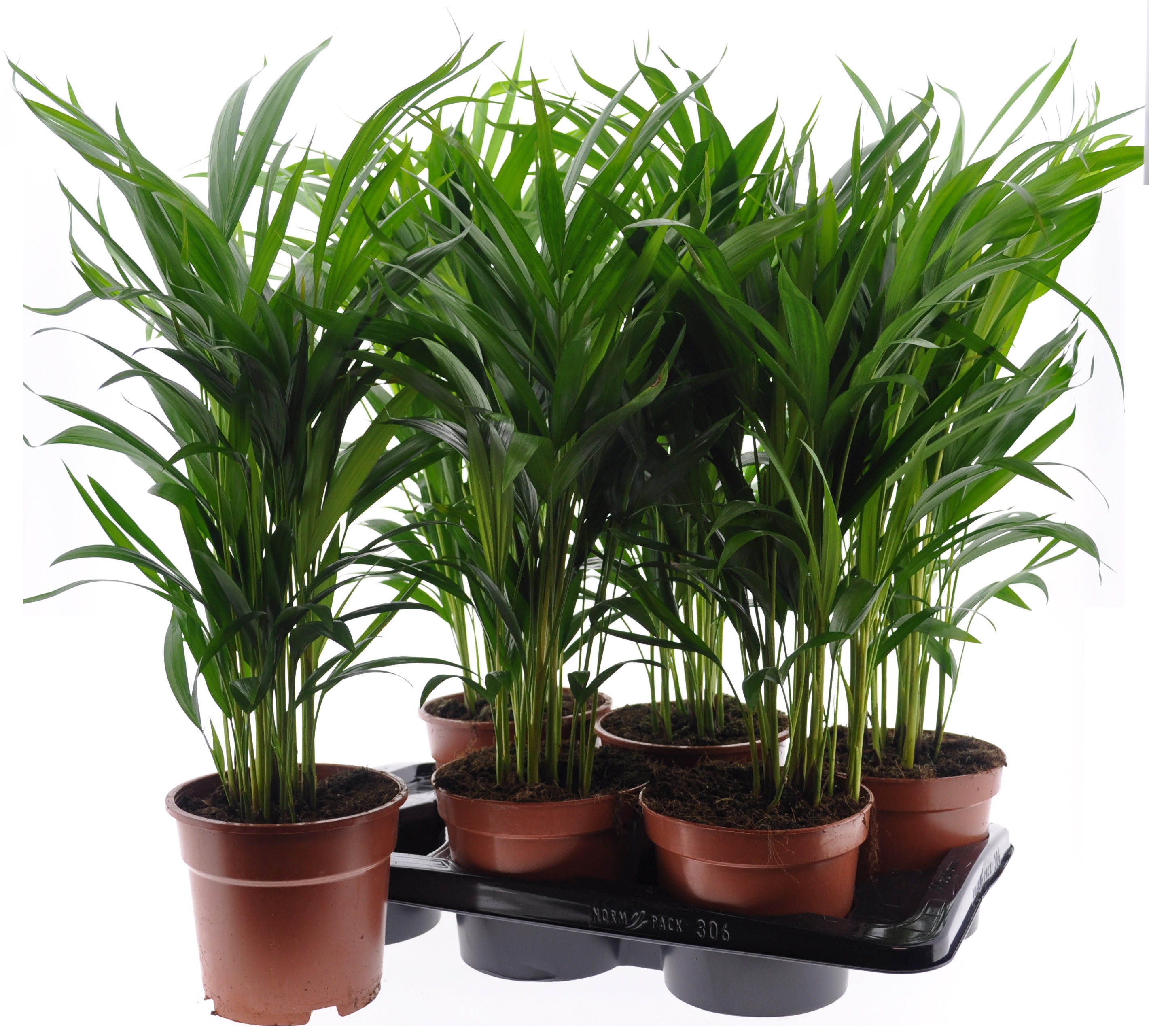 Dypsis Lutescens 17P 65H 20stek