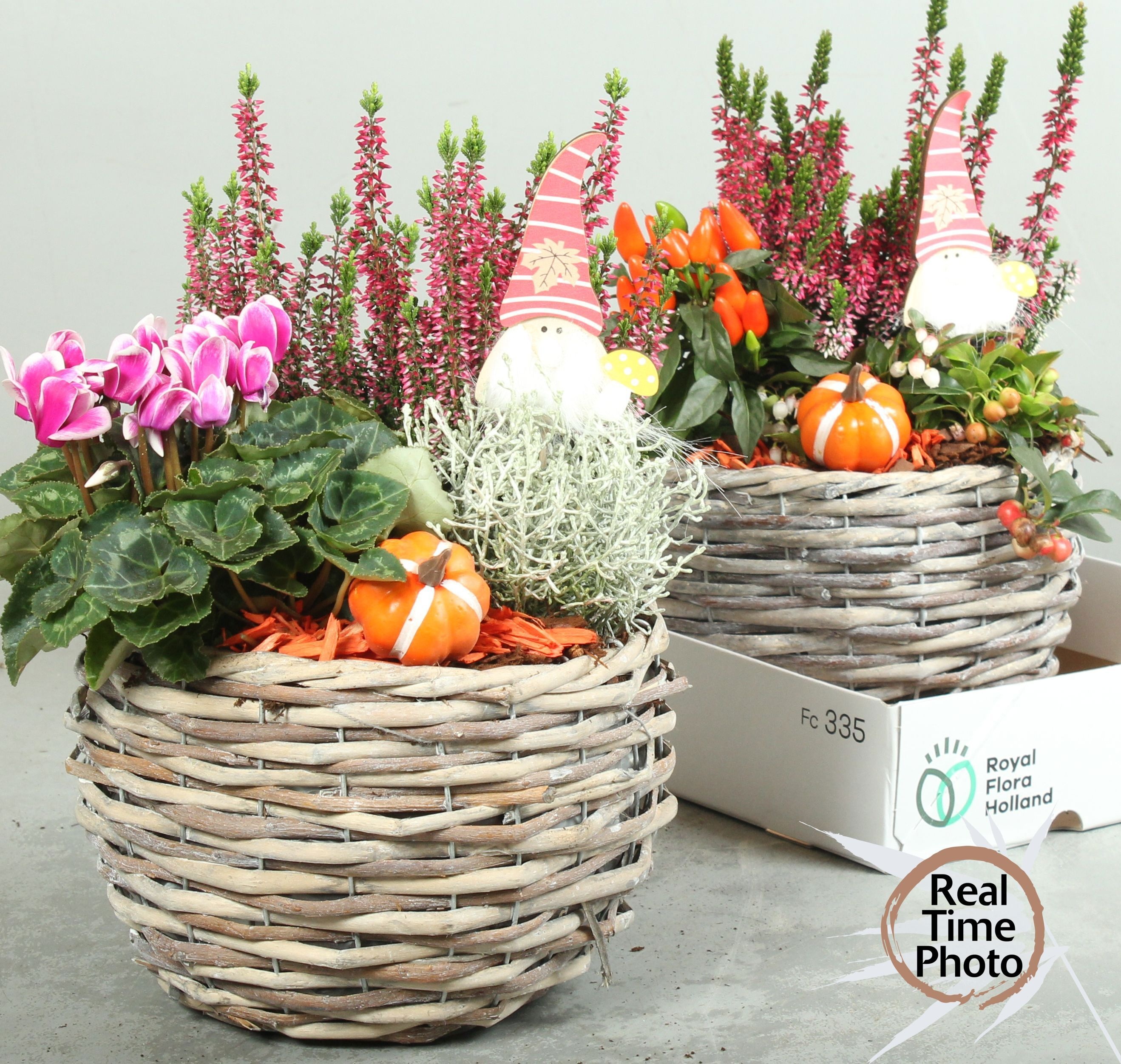Arr Tuinplanten 23P 40cm