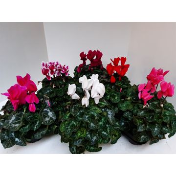 Picture of Cyclamen XL big flowers in varieties P13 30CM