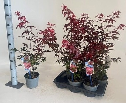 Acer Pa Atropurpureu 17P 80H