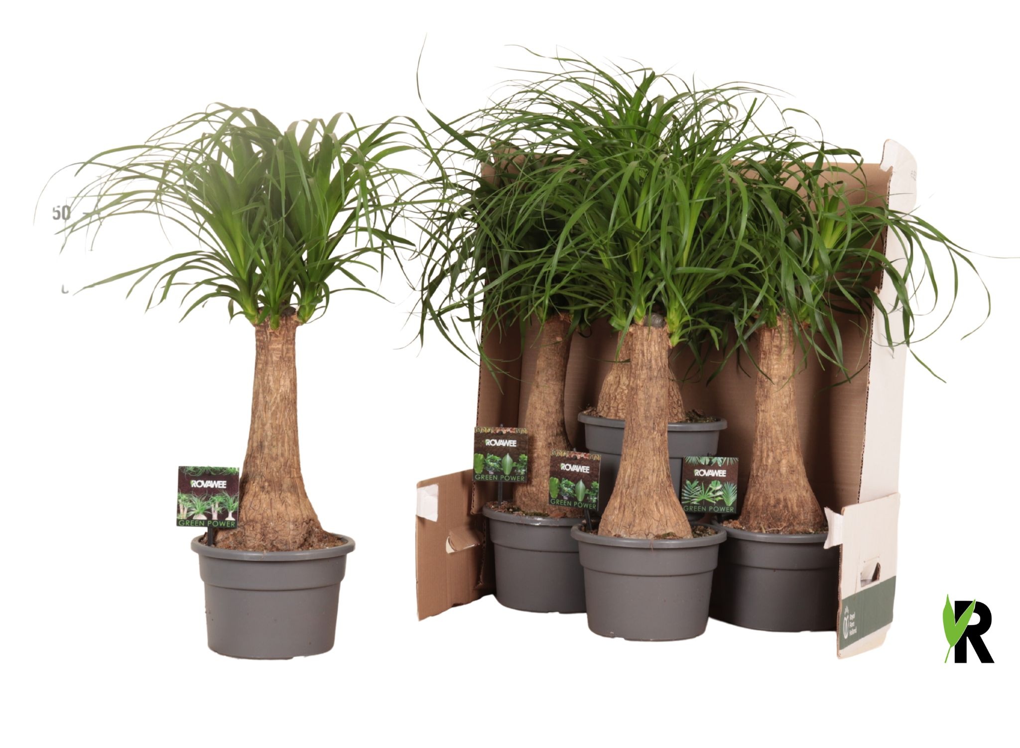 Beaucarnea rec. rechte stam in fust 352