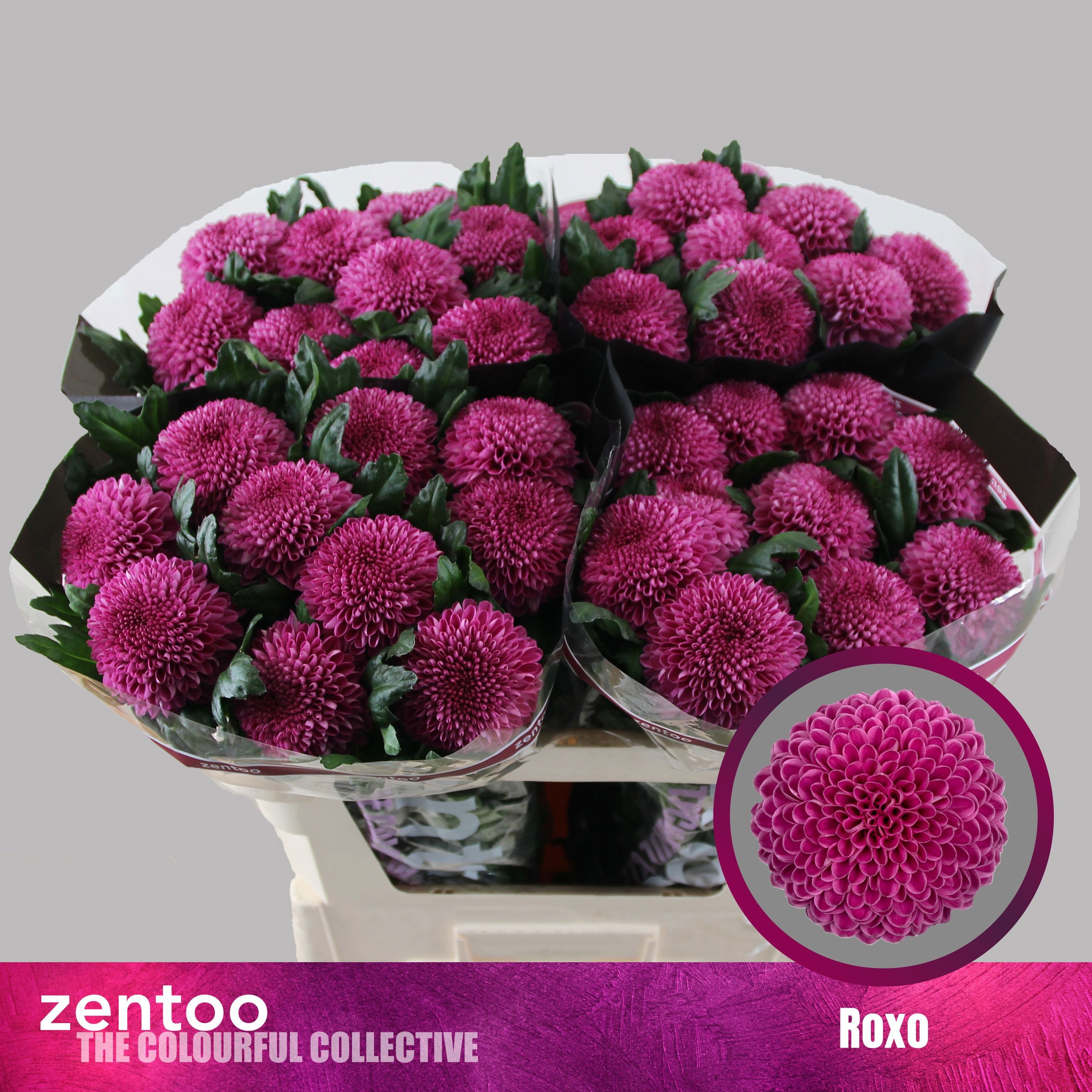 Chrys Single Roxo 70cm 85gram