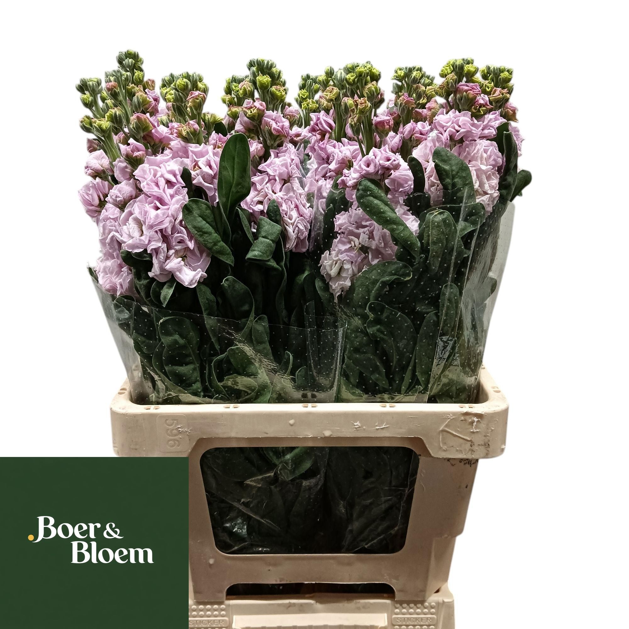Matthiola Iron Cherry Blossom 70cm