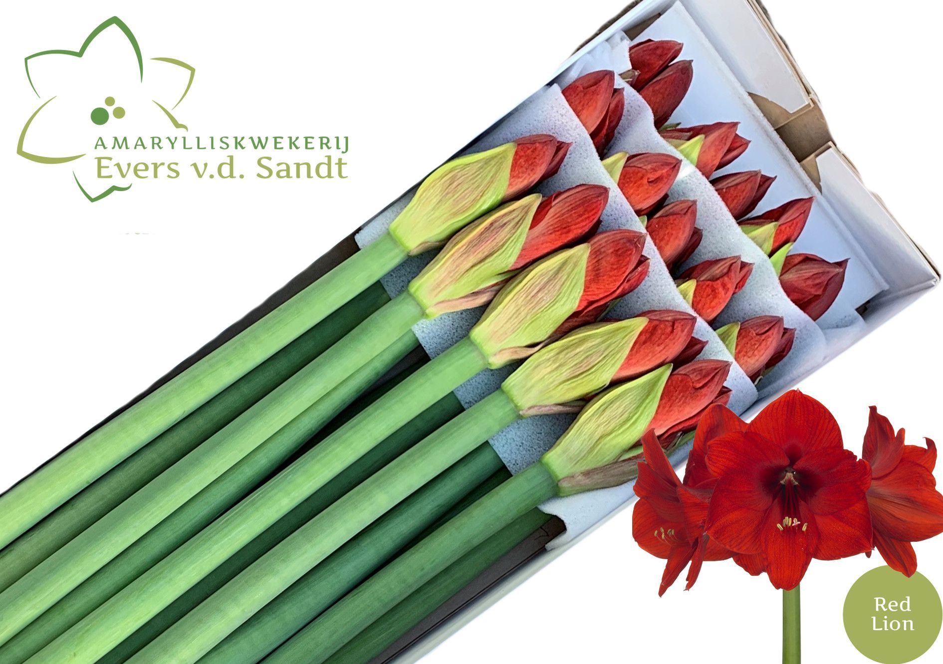 Hippeastrum Red Lion 4bl