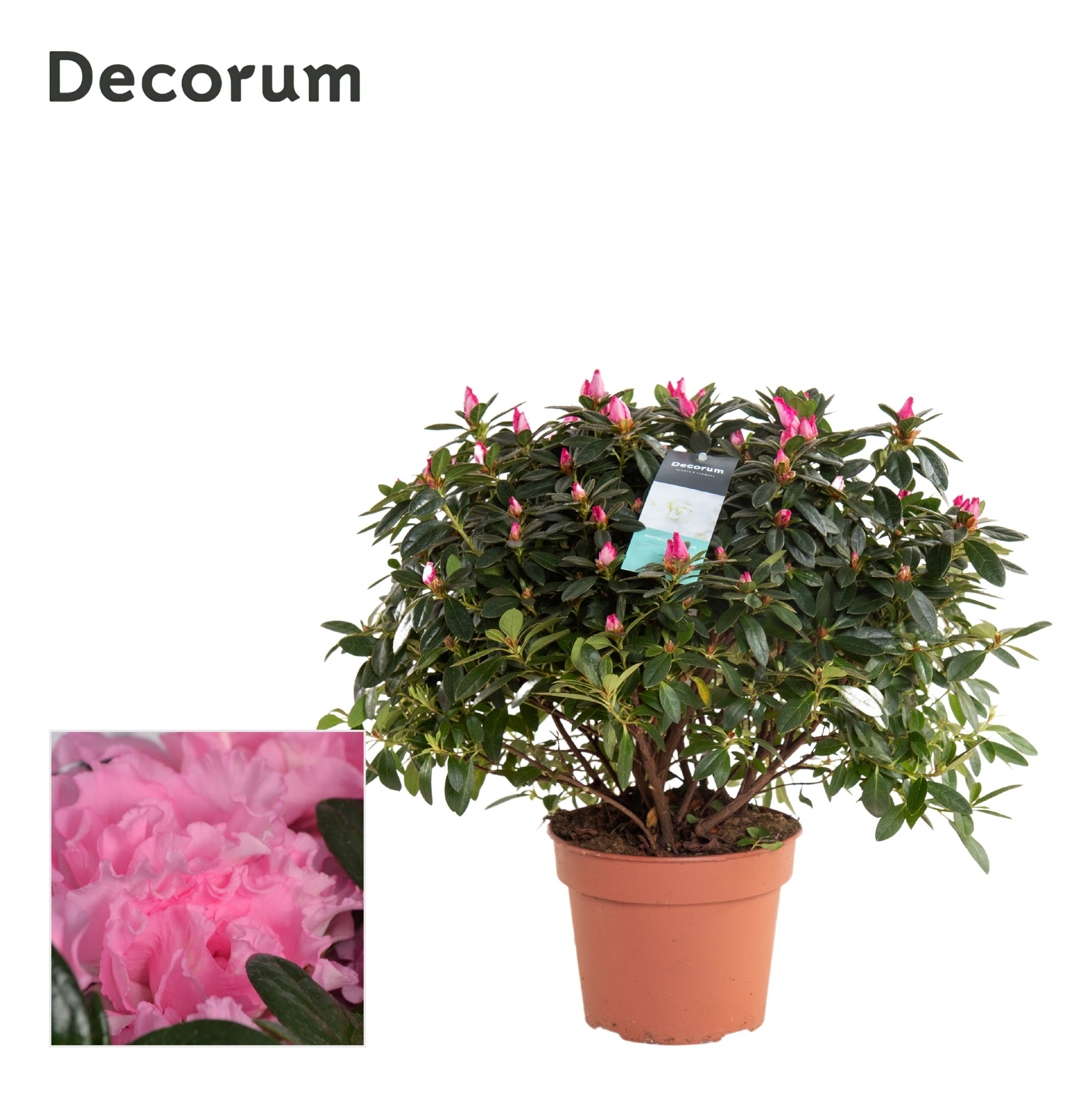 Picture of Rhododendron simsii (Azalea) Pink - Decorum P17 35CM