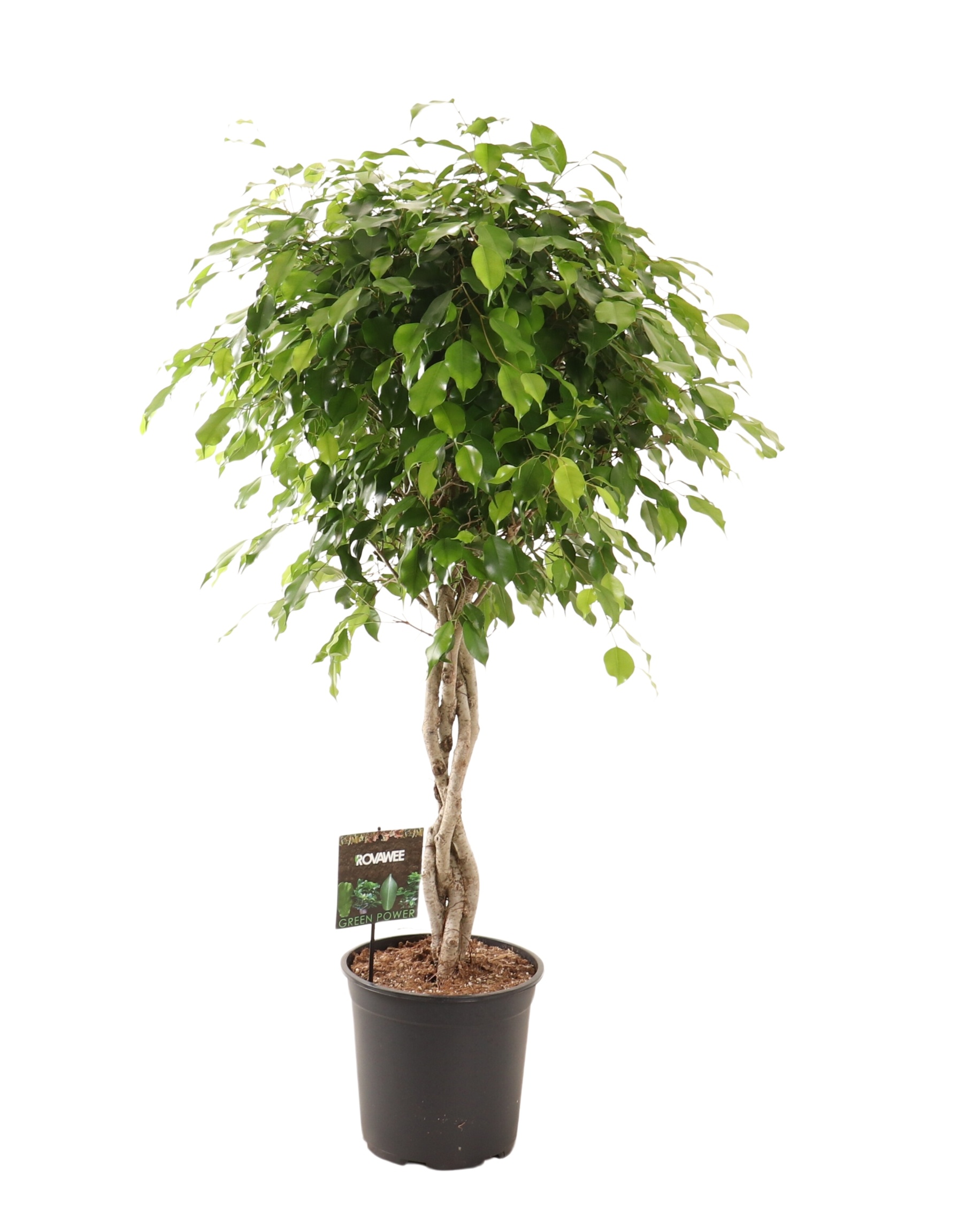Ficus benj. Exotica gevlochten stam