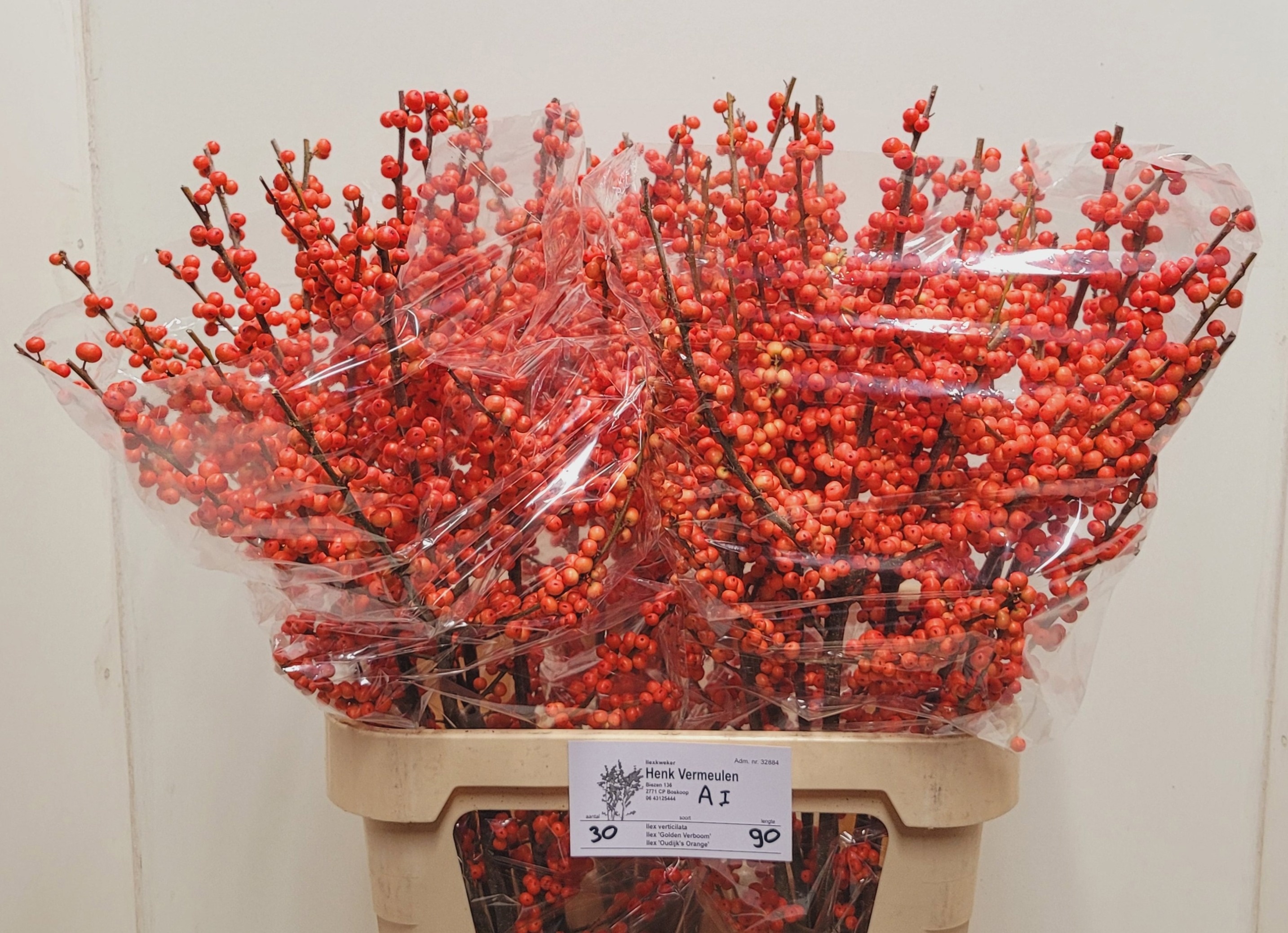 Ilex Oudijks Orange 90cm