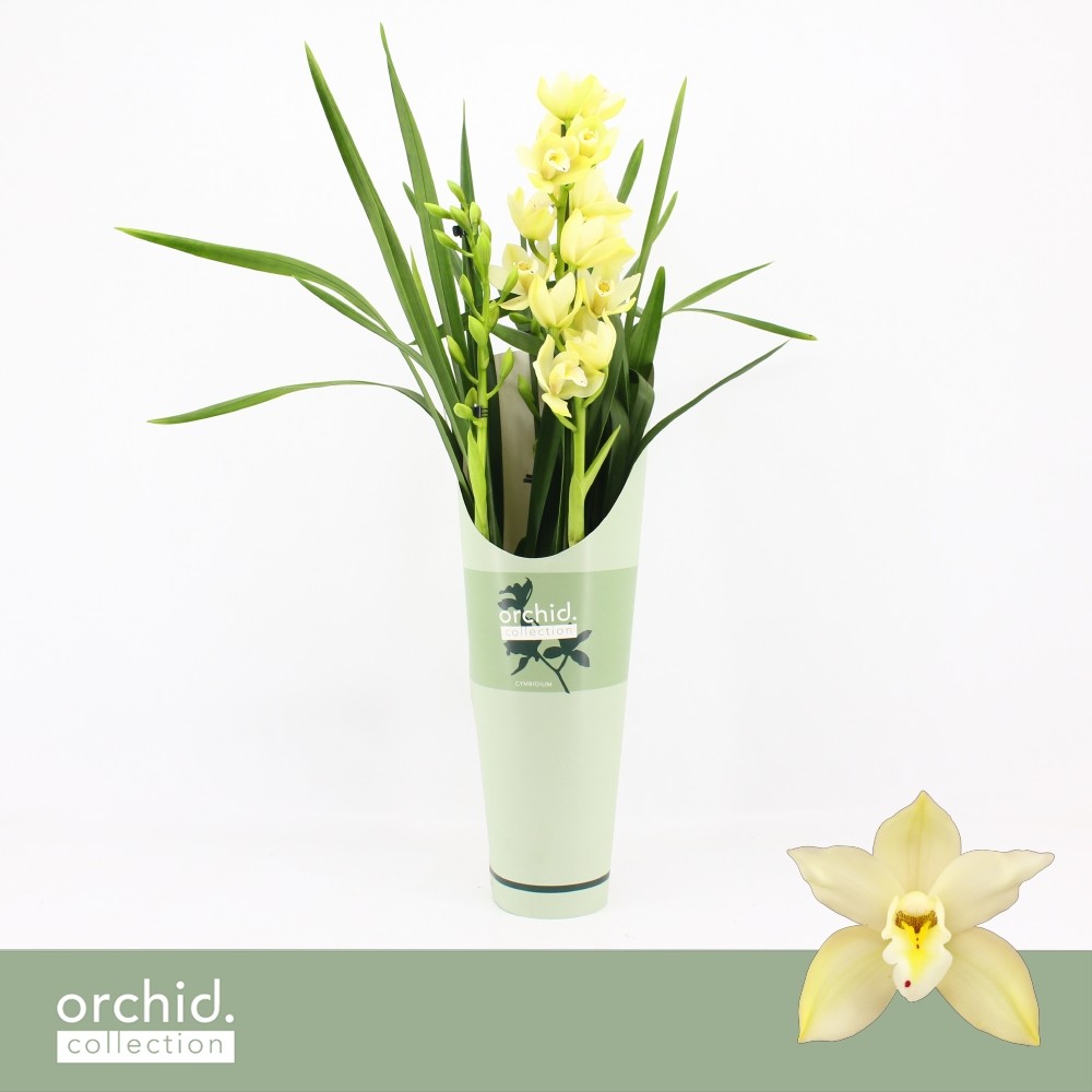 Picture of Cymbidium hybrid Paddy 2-Spikes Orchid Collection Potcover P14 65CM