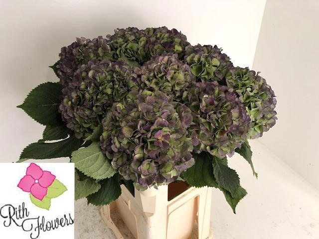 Hydrangea Verena Classic Blue 80cm 24Ø
