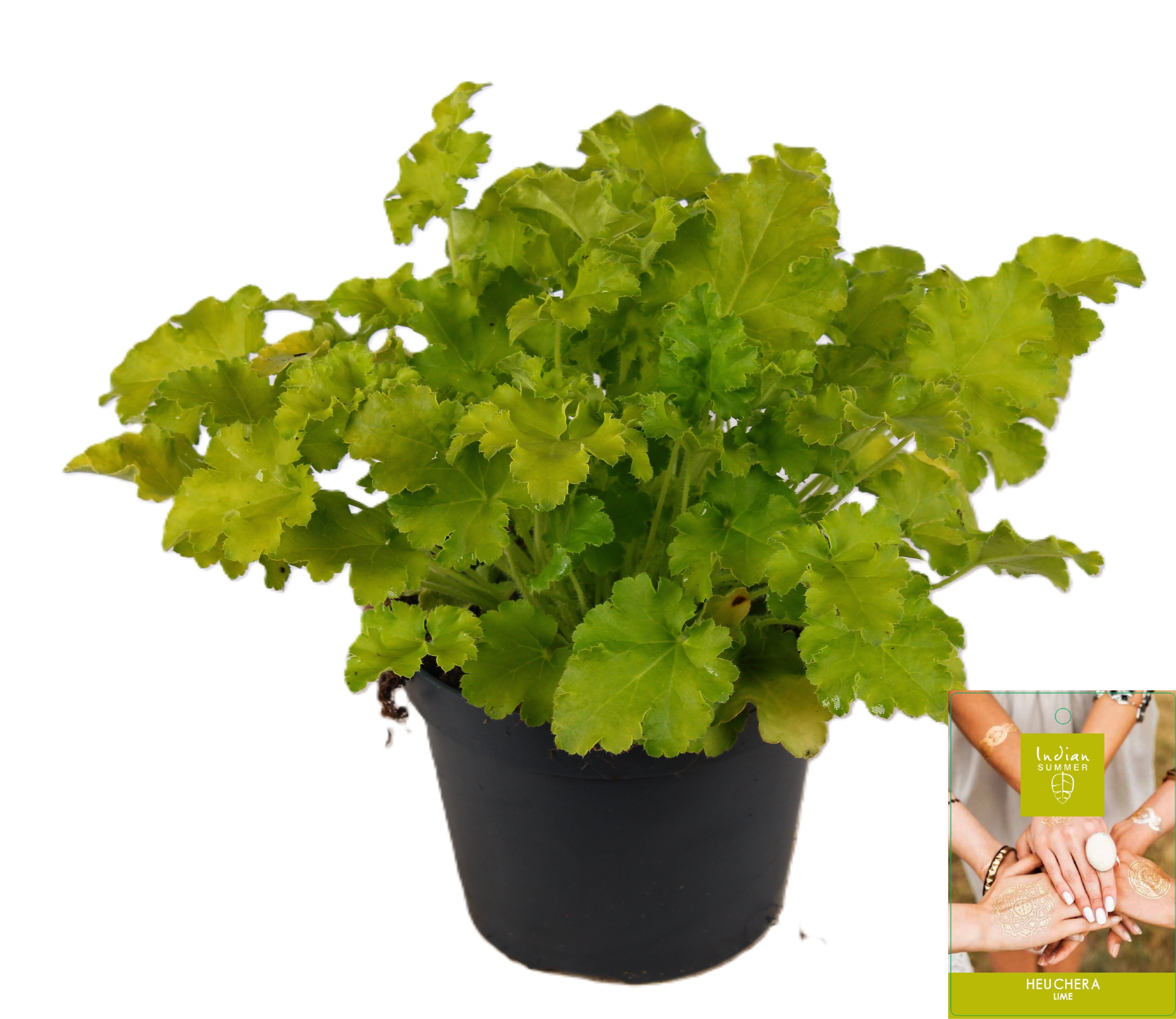 Picture of Heuchera Indian Summer Lime