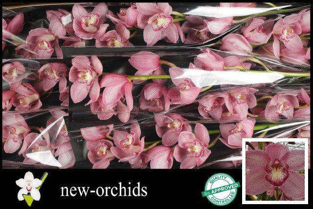 Cymbidium Belle Star 8/11bl