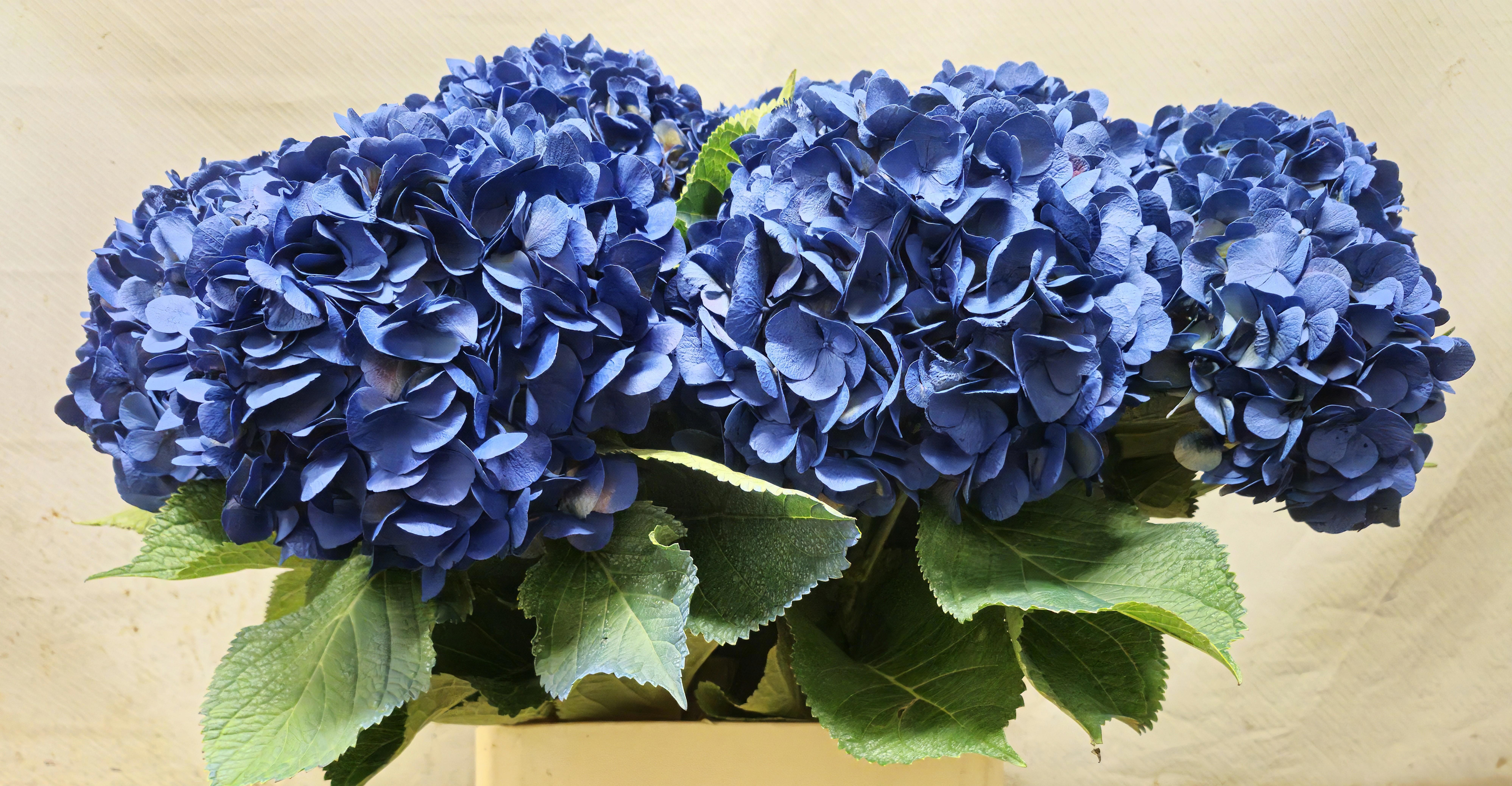 Hydrangea Painted 90cm 20Ø