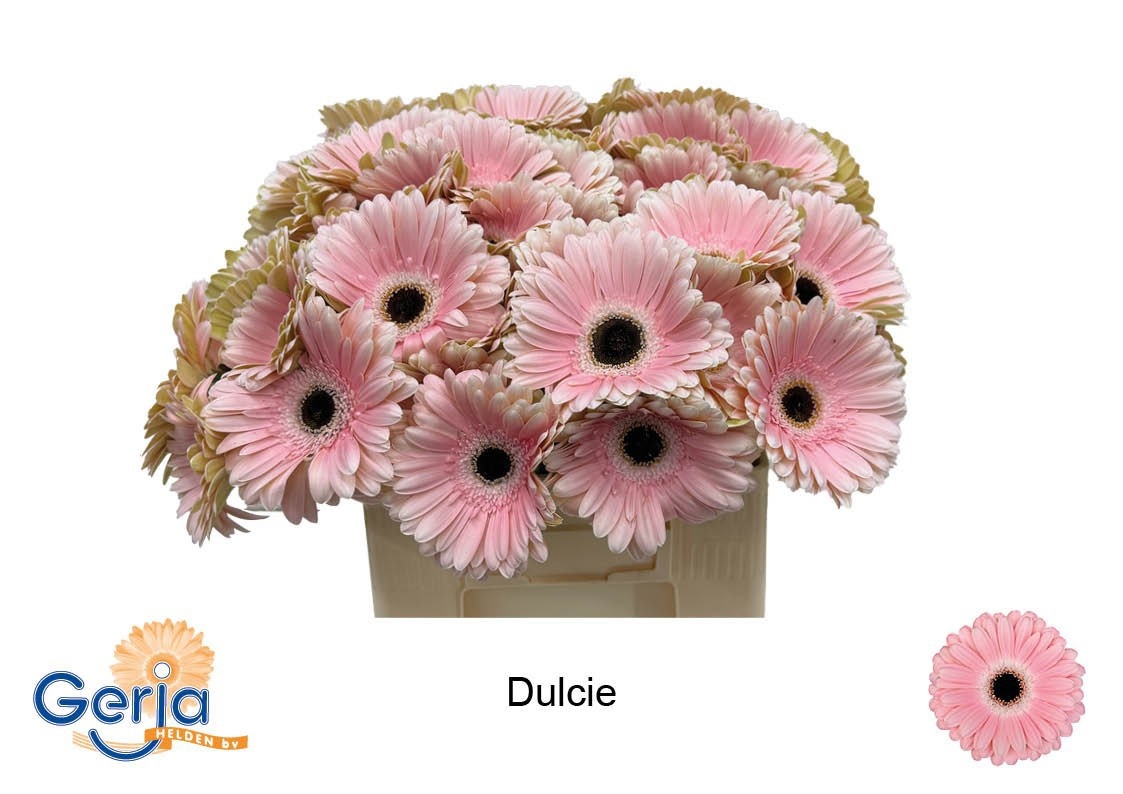 Ge Gr Dulcie