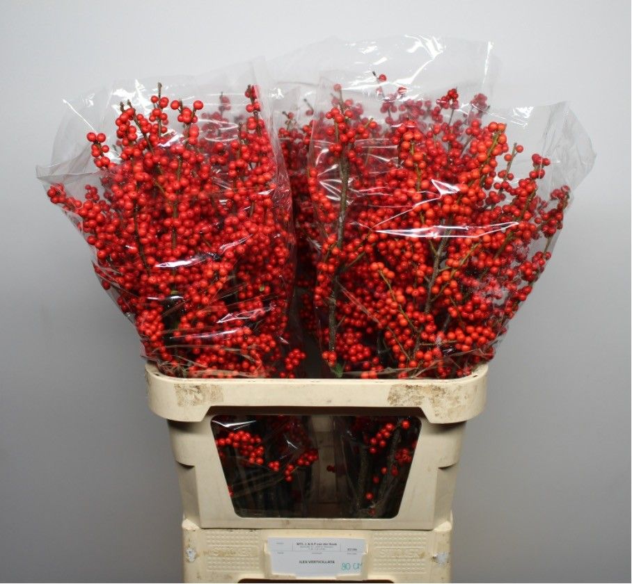 Ilex Verticlilata 80cm