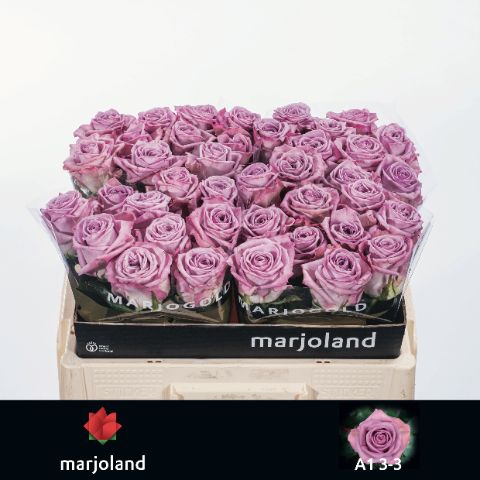 Rosa Nayeli! 50cm