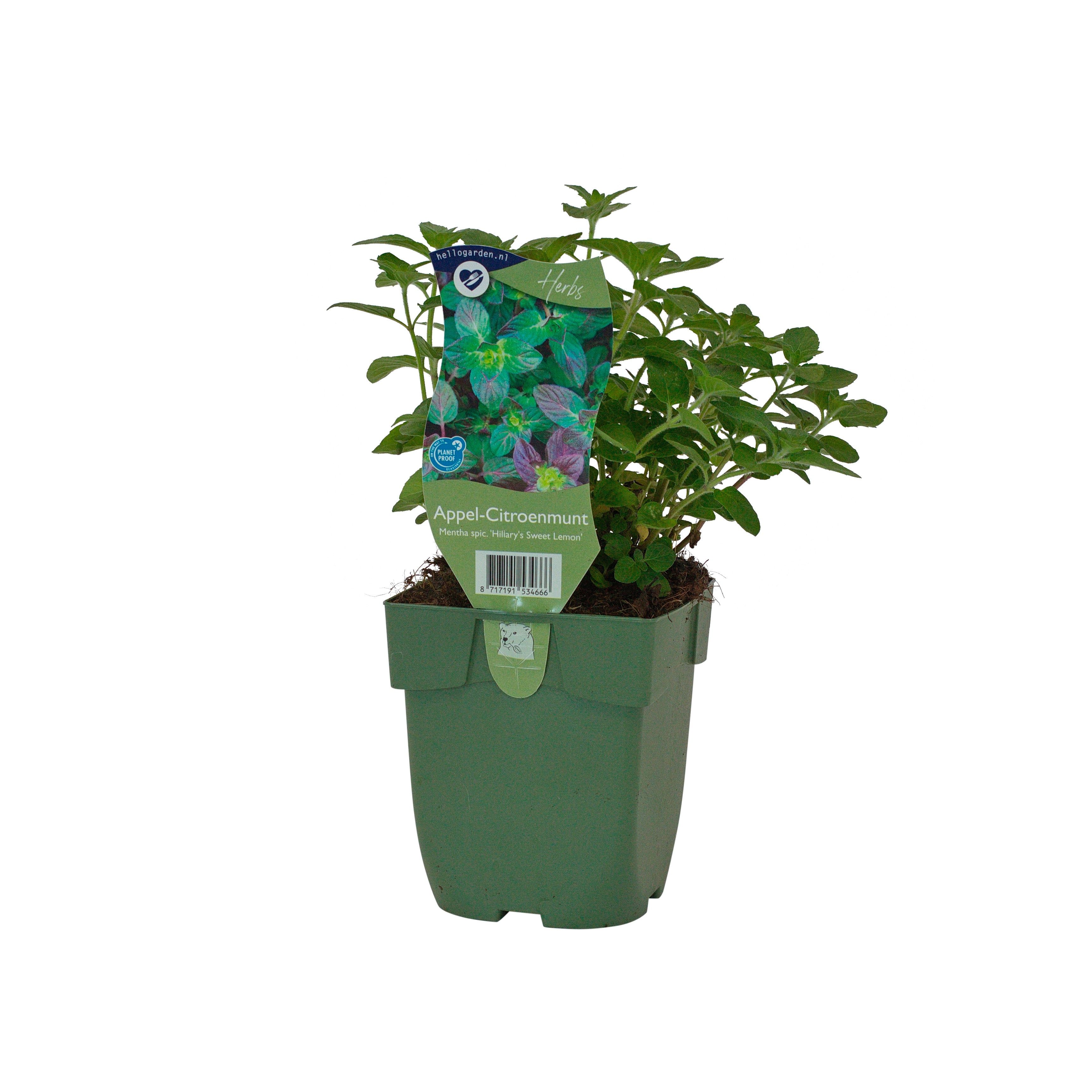 Mentha spic. 'Hillary's Sweet Lemon'