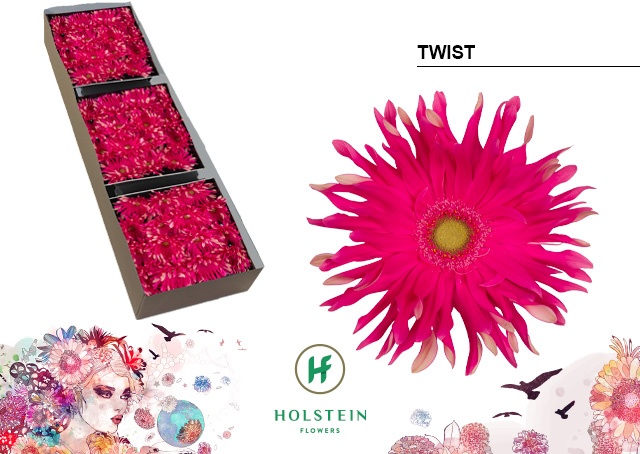 Gerbera Pasta Twist Doos