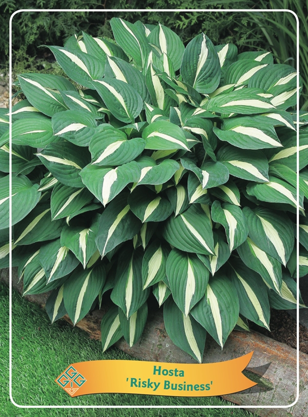 Picture of Hosta Mix 6x10 srt. per shelve P11