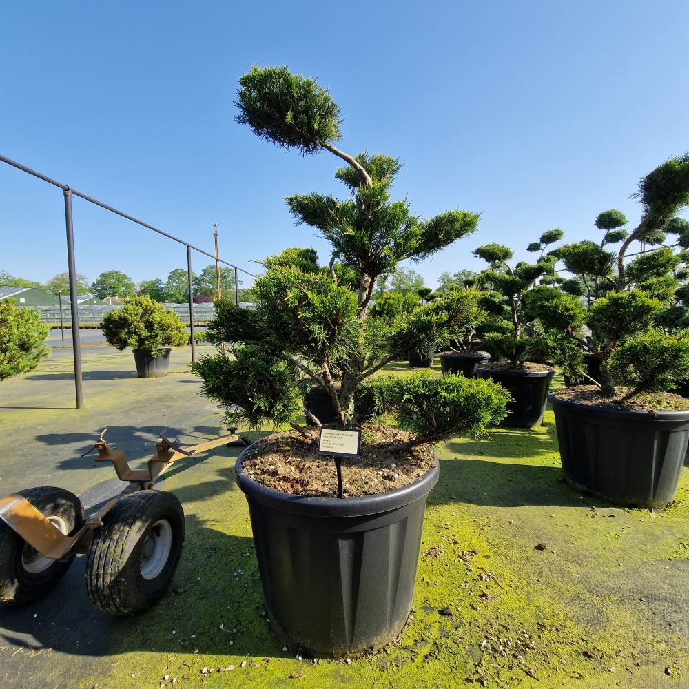 Picture of Juniperus media Mint Julep C110 BONSAI-100-110