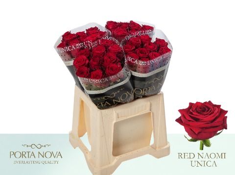 R Gr Red Naomi!