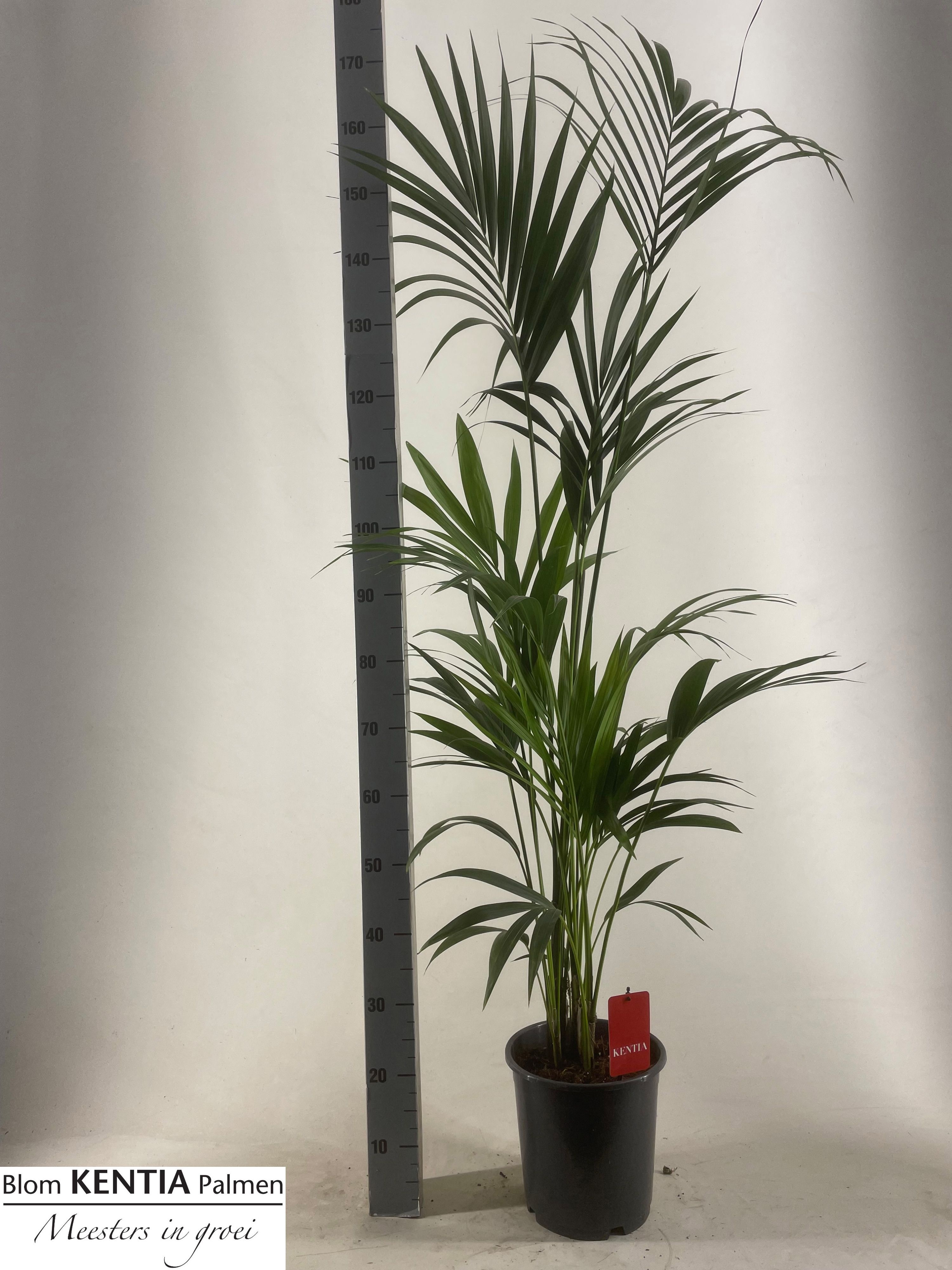 Howea Forsteriana