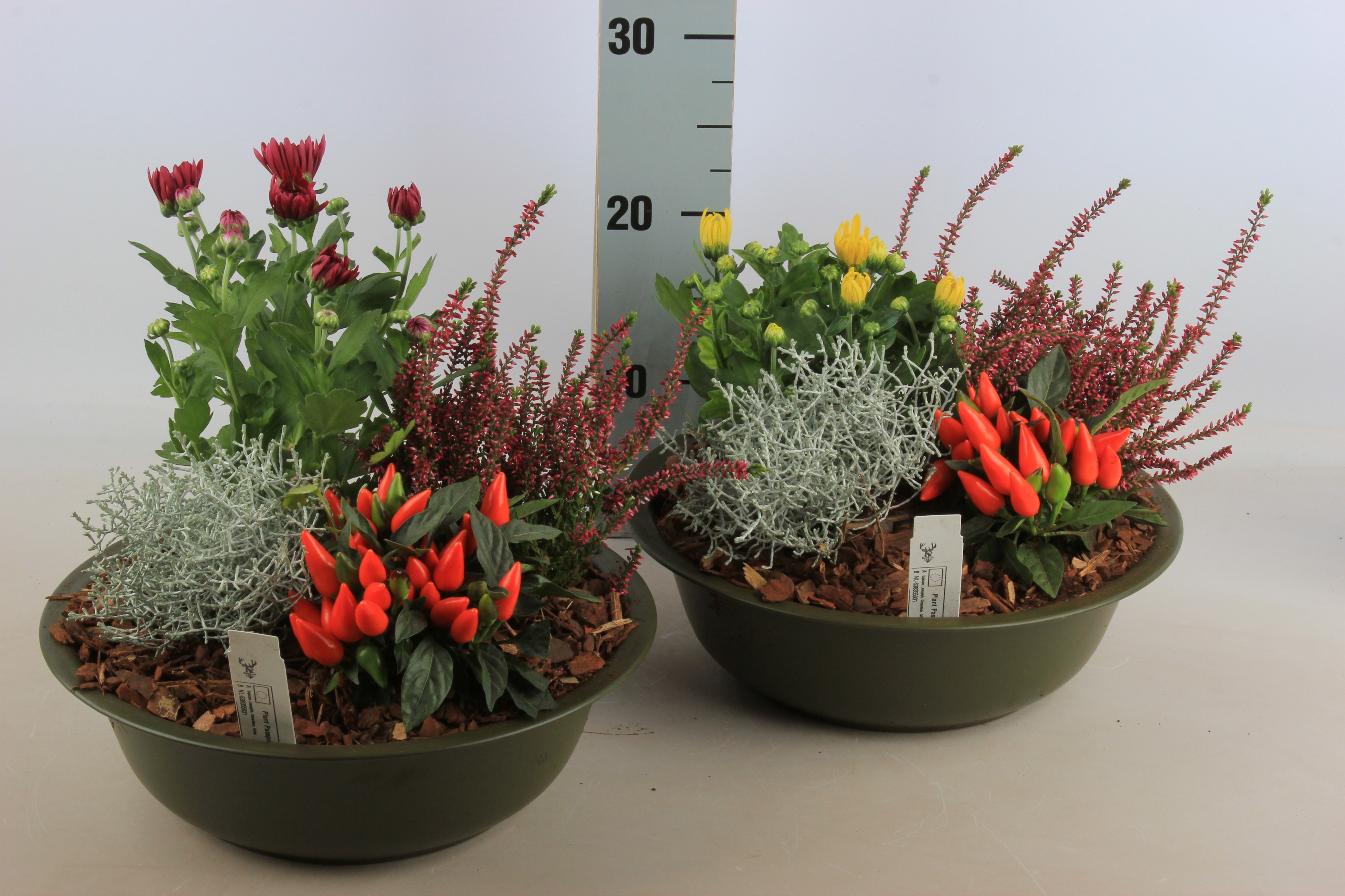Arr Tuinplanten 30P 30cm 12bloei