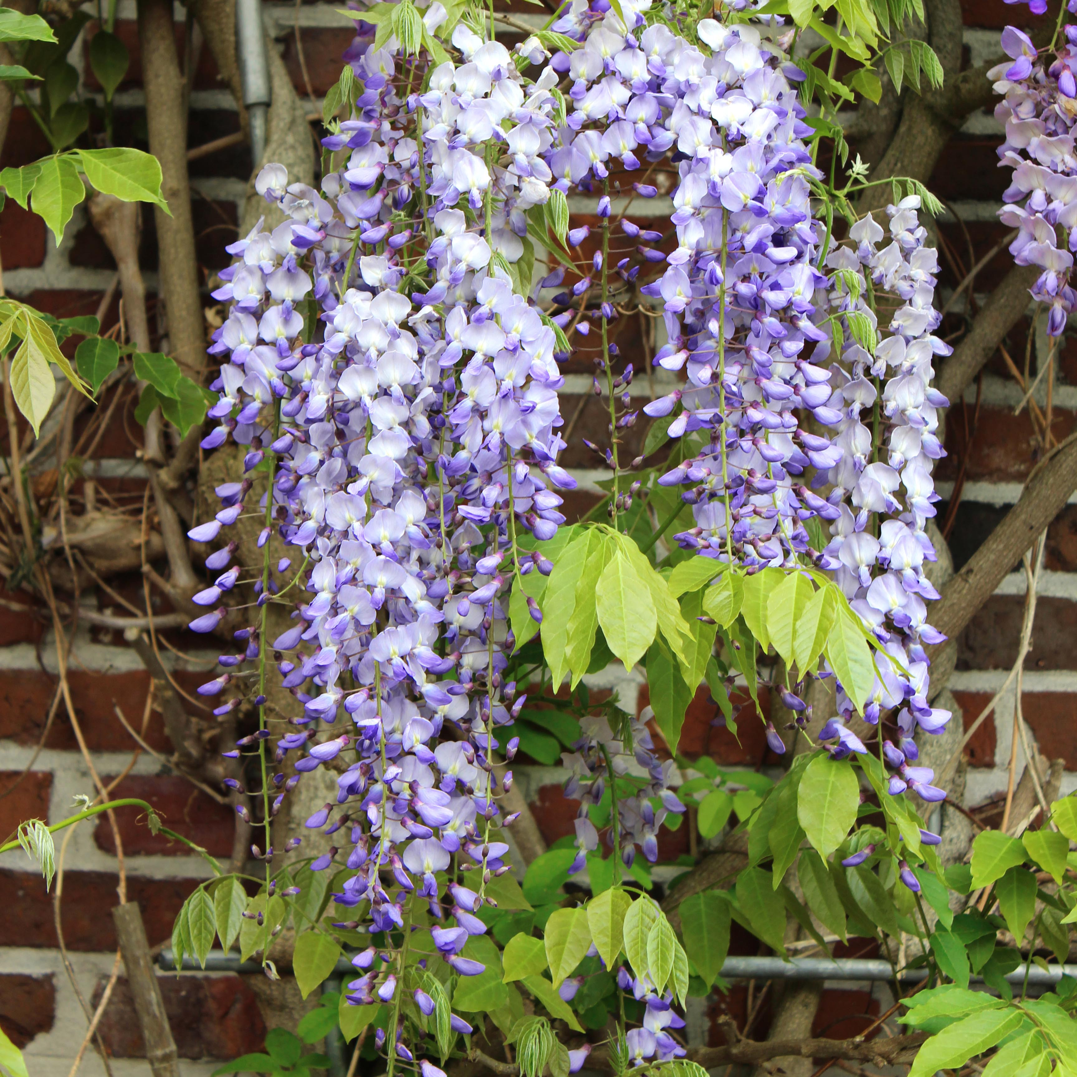 Wisteria floribunda 'Blue Dream'