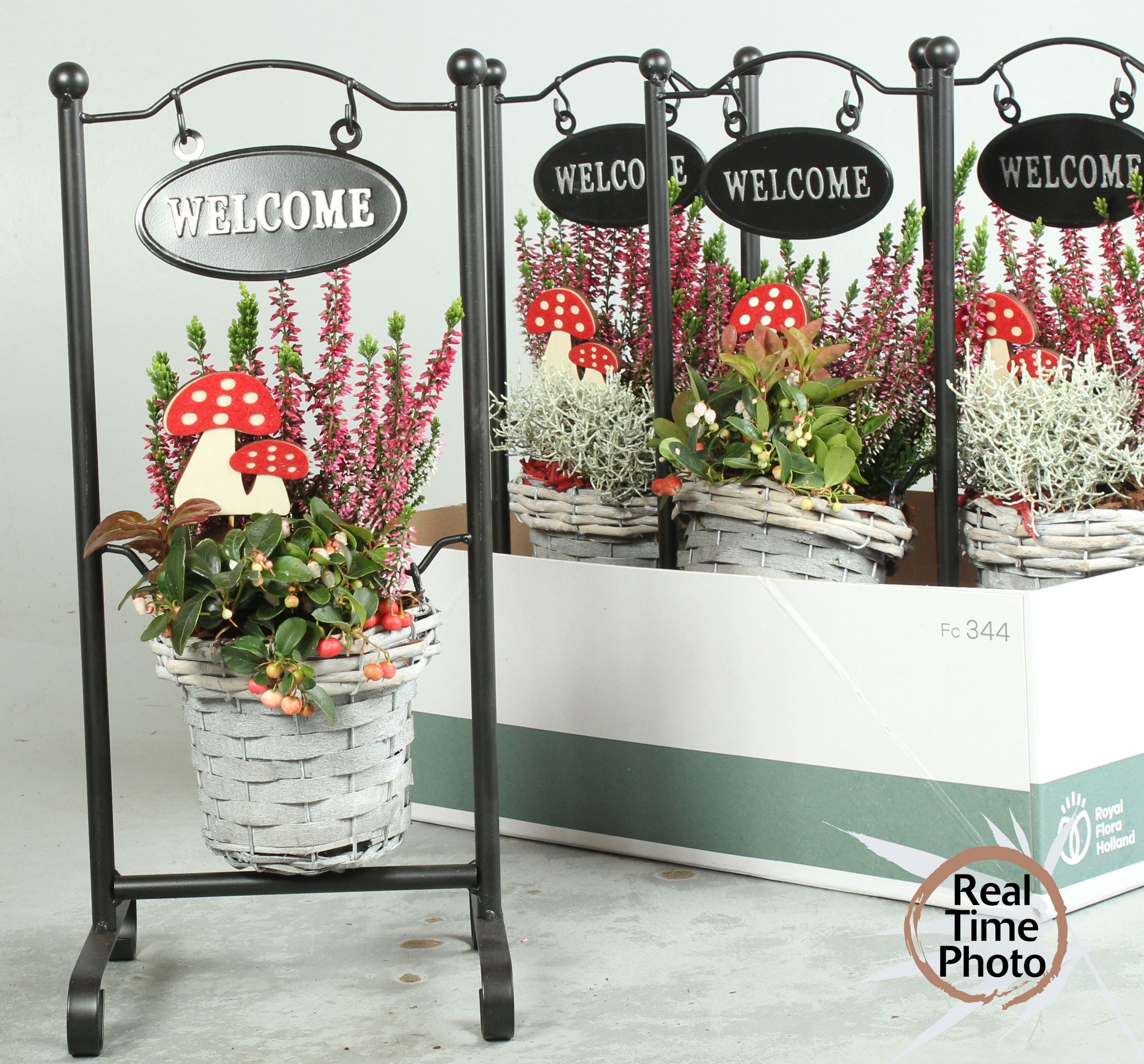 Arr Tuinplanten 20P 50cm