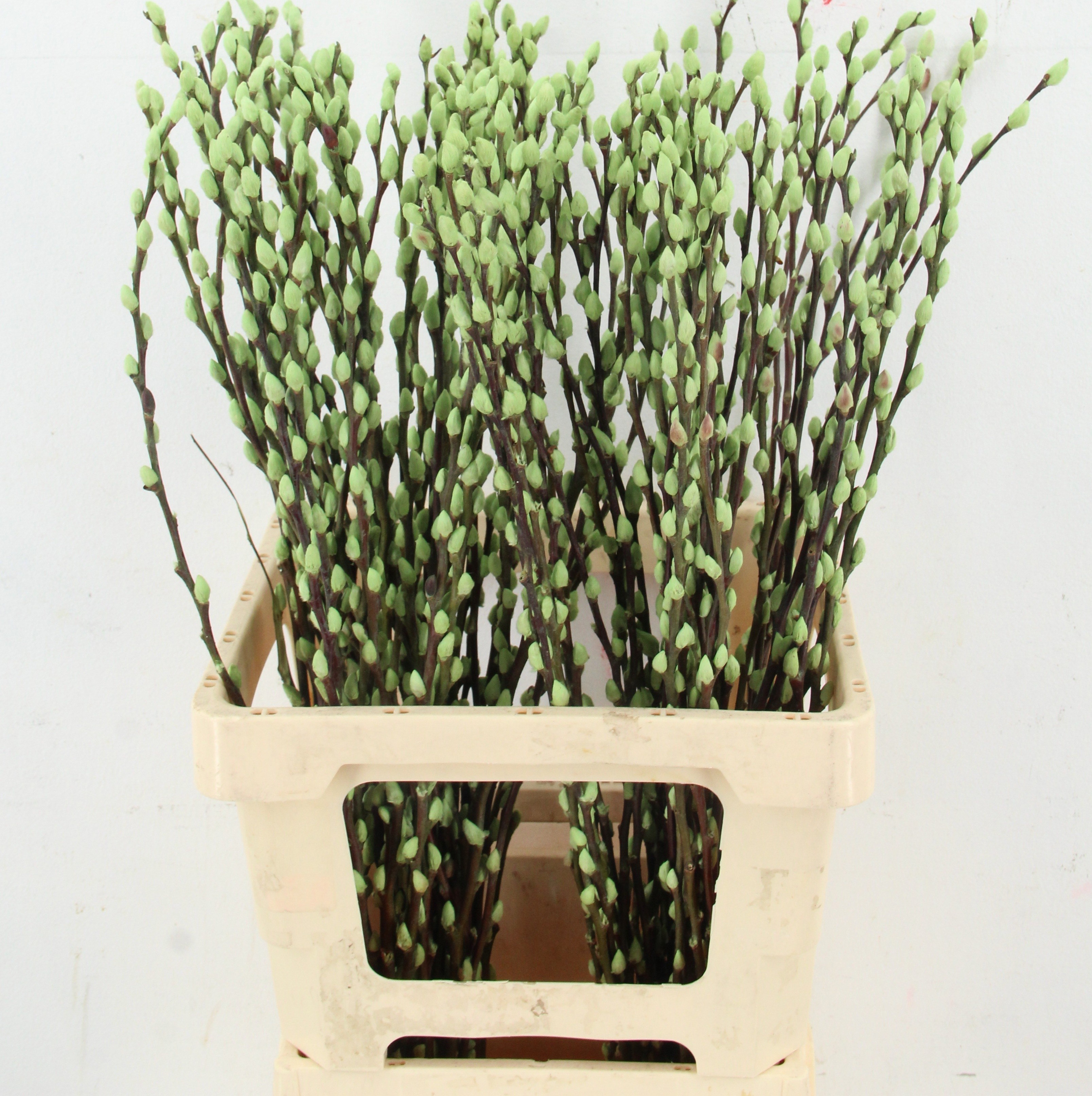 Salix Ov Klb H%