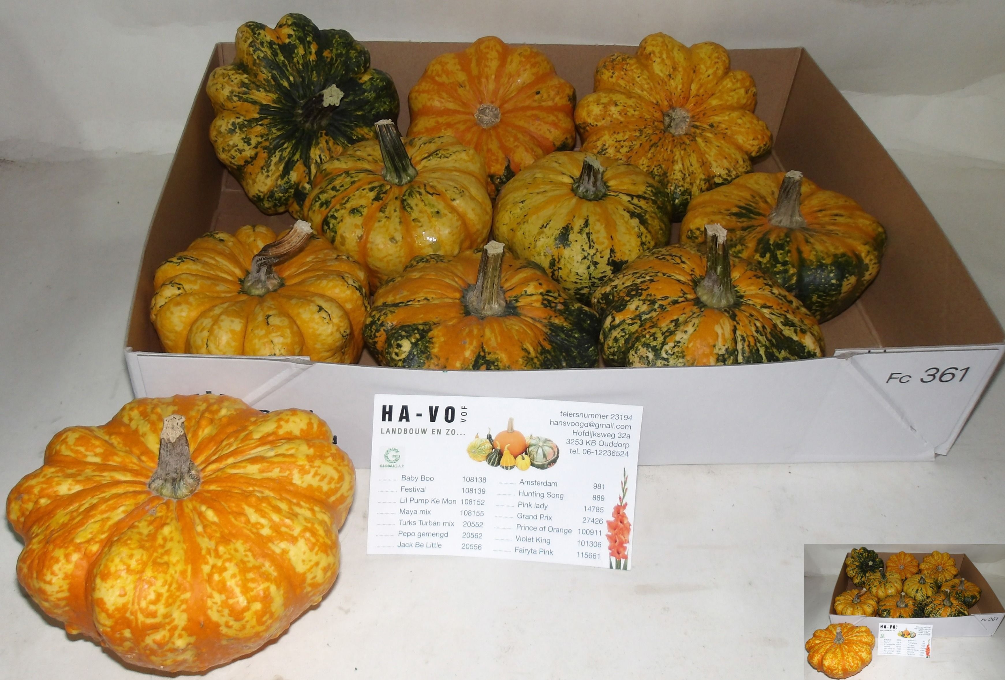 Cucurbita Ov