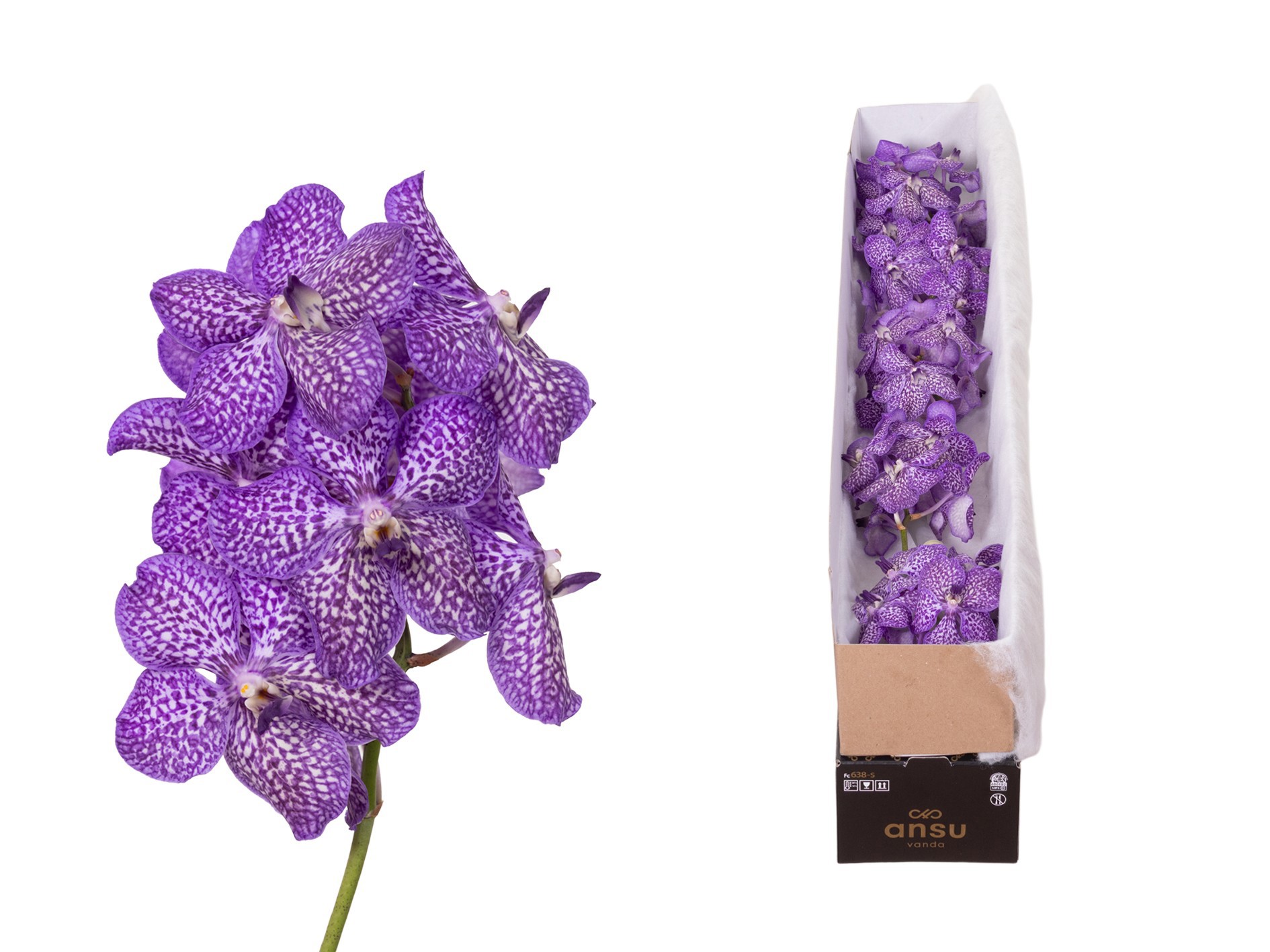 Vanda Violet Ink X5