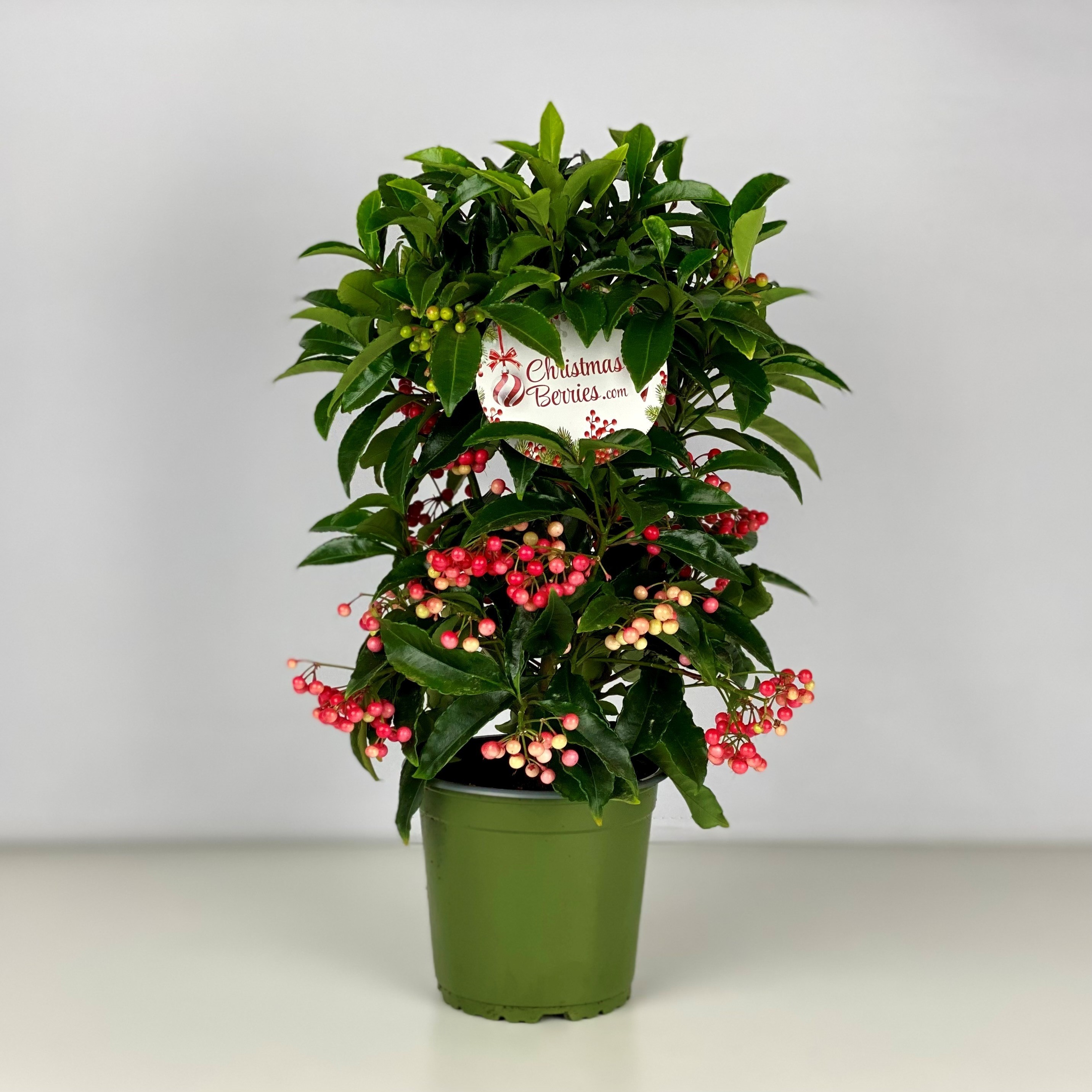 Picture of Ardisia crenata Bospremium Red P14 40CM