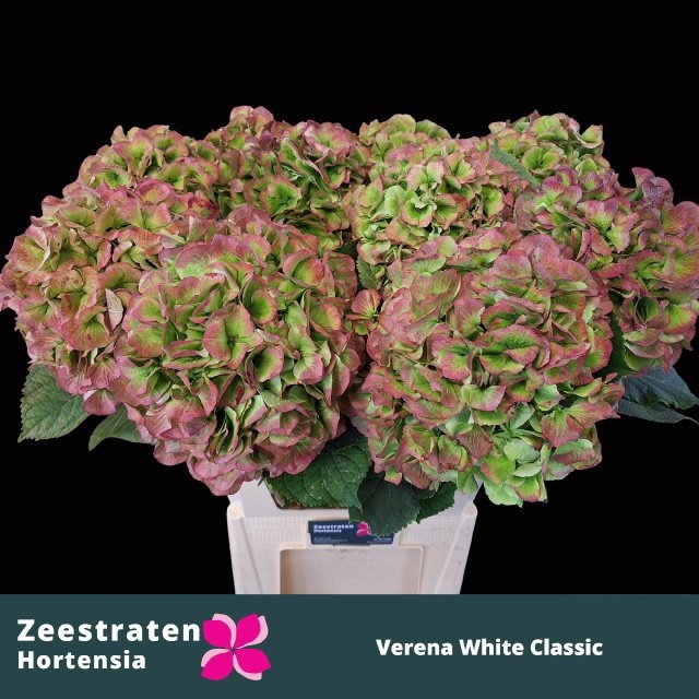Hydrangea Verena Classic Pink 60cm 18Ø
