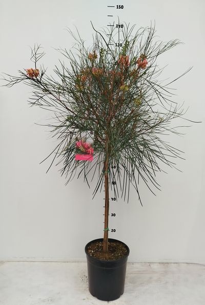 Grevillea johnsonii