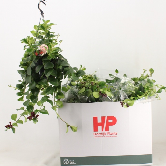 Aeschynanthus 'Flearly Mona Lisa' - Aeschynanthus Hangplant