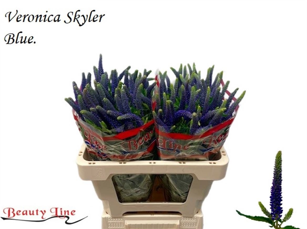 Veron L Skyler Blue