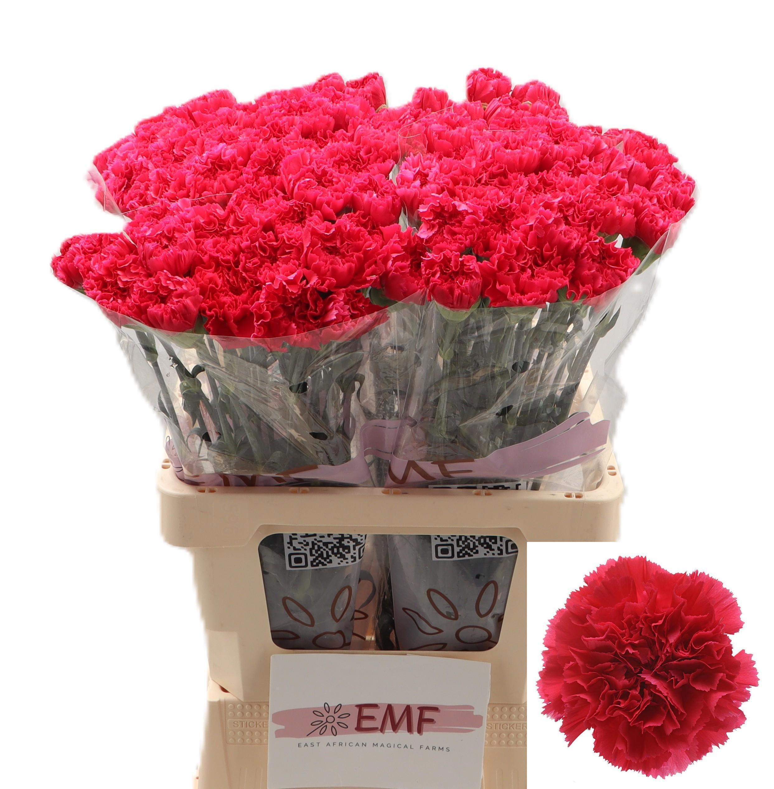 Dianthus St Bizet 60cm