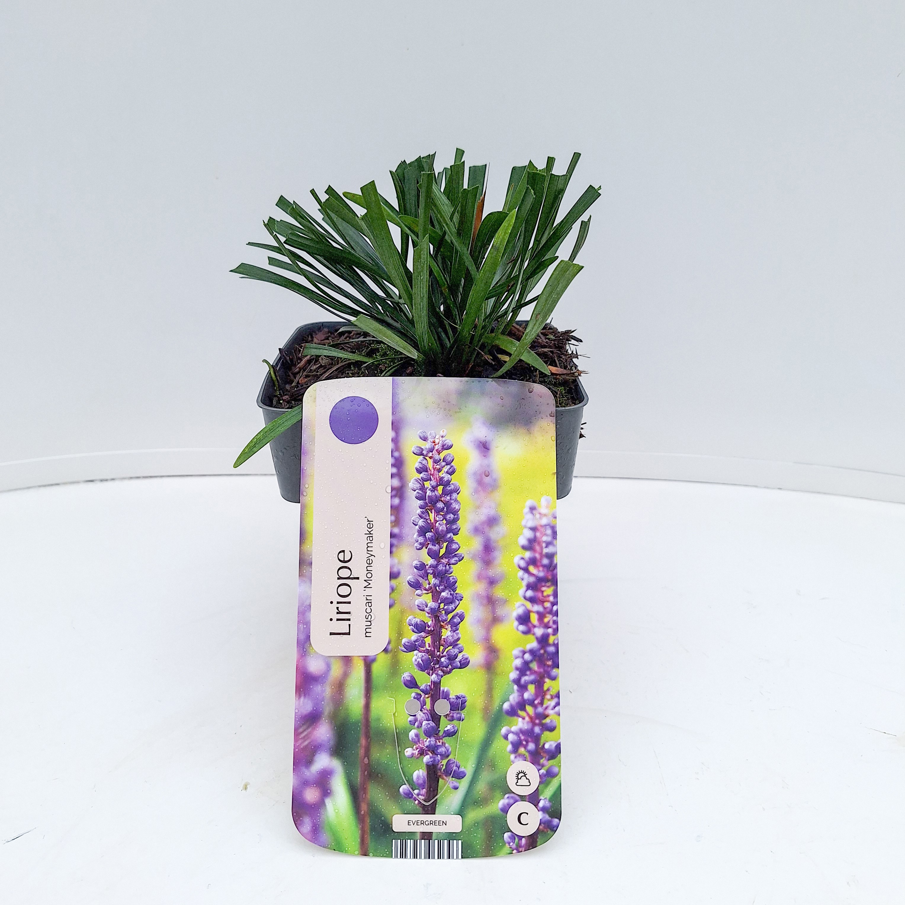 Liriope muscari 'Moneymaker'