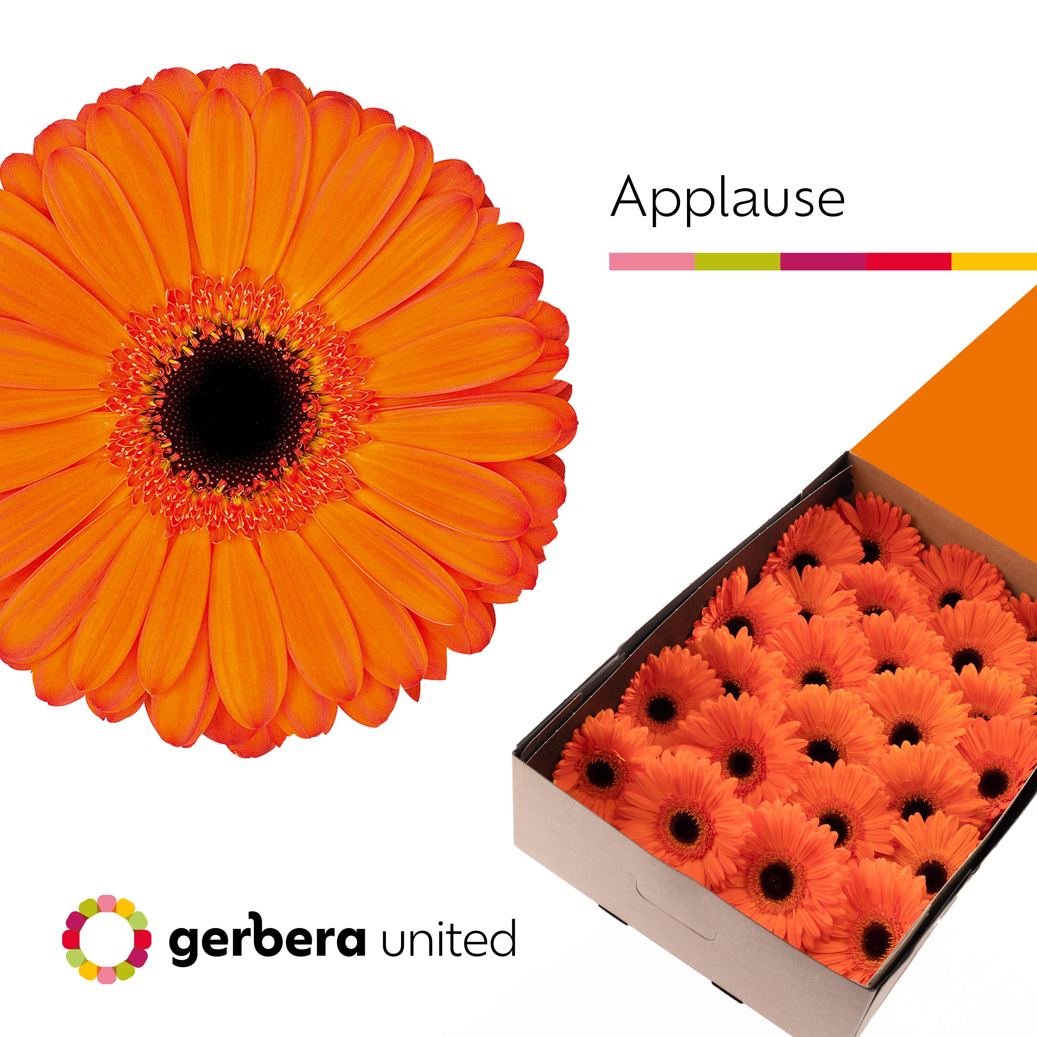 Gerbera Applause