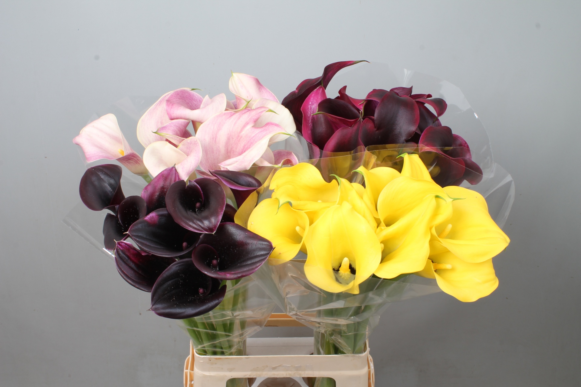 Calla Assorted 70cm