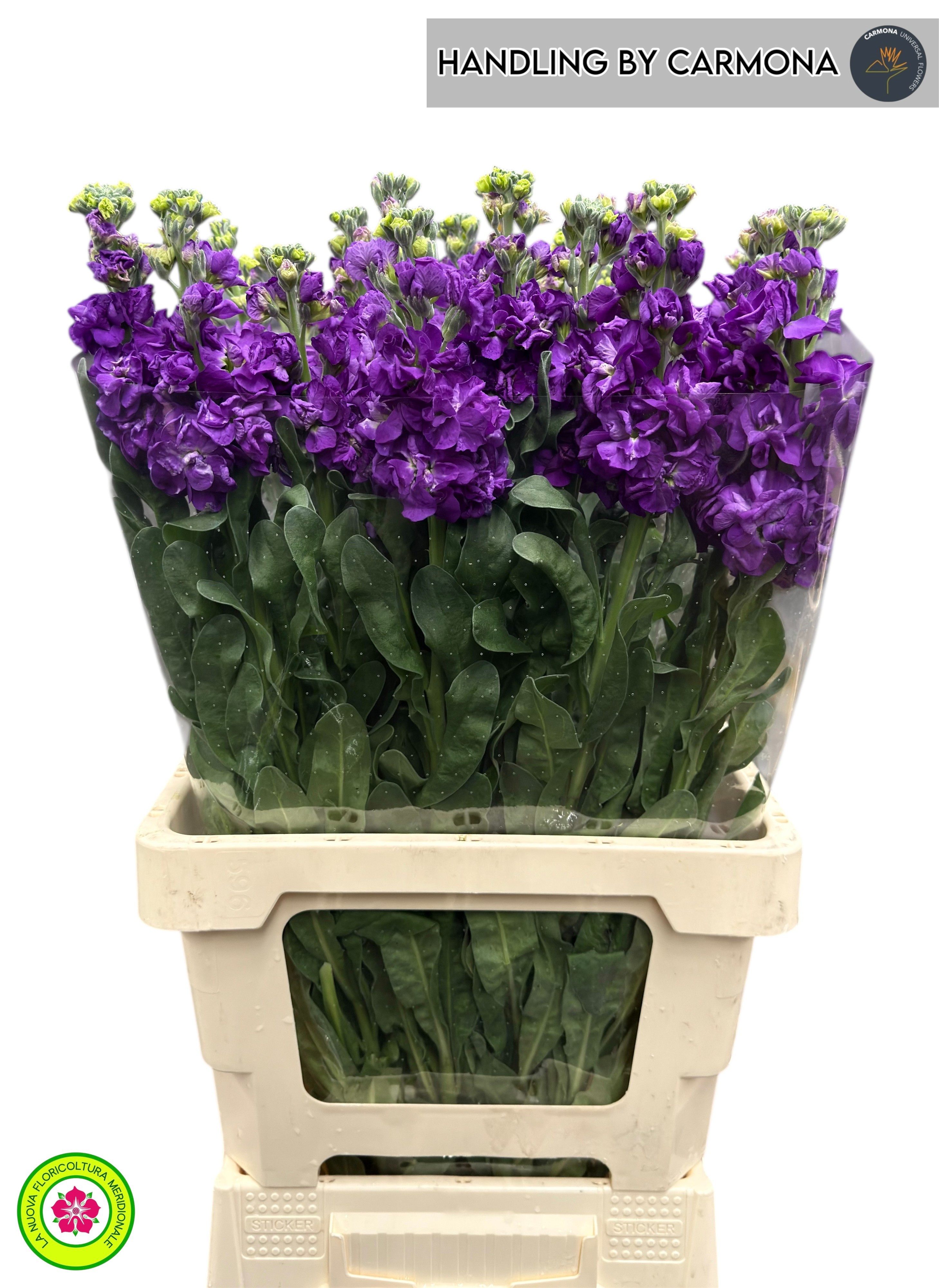 Matthiola Iron Purple 70cm