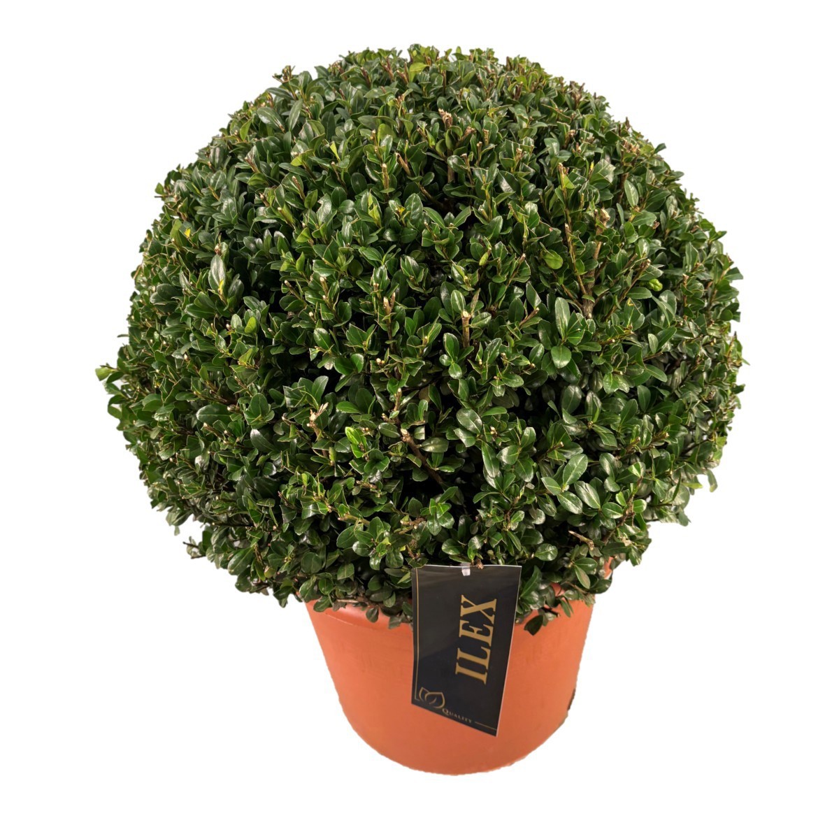 Ilex cren. 'Caroline Upright' z bol