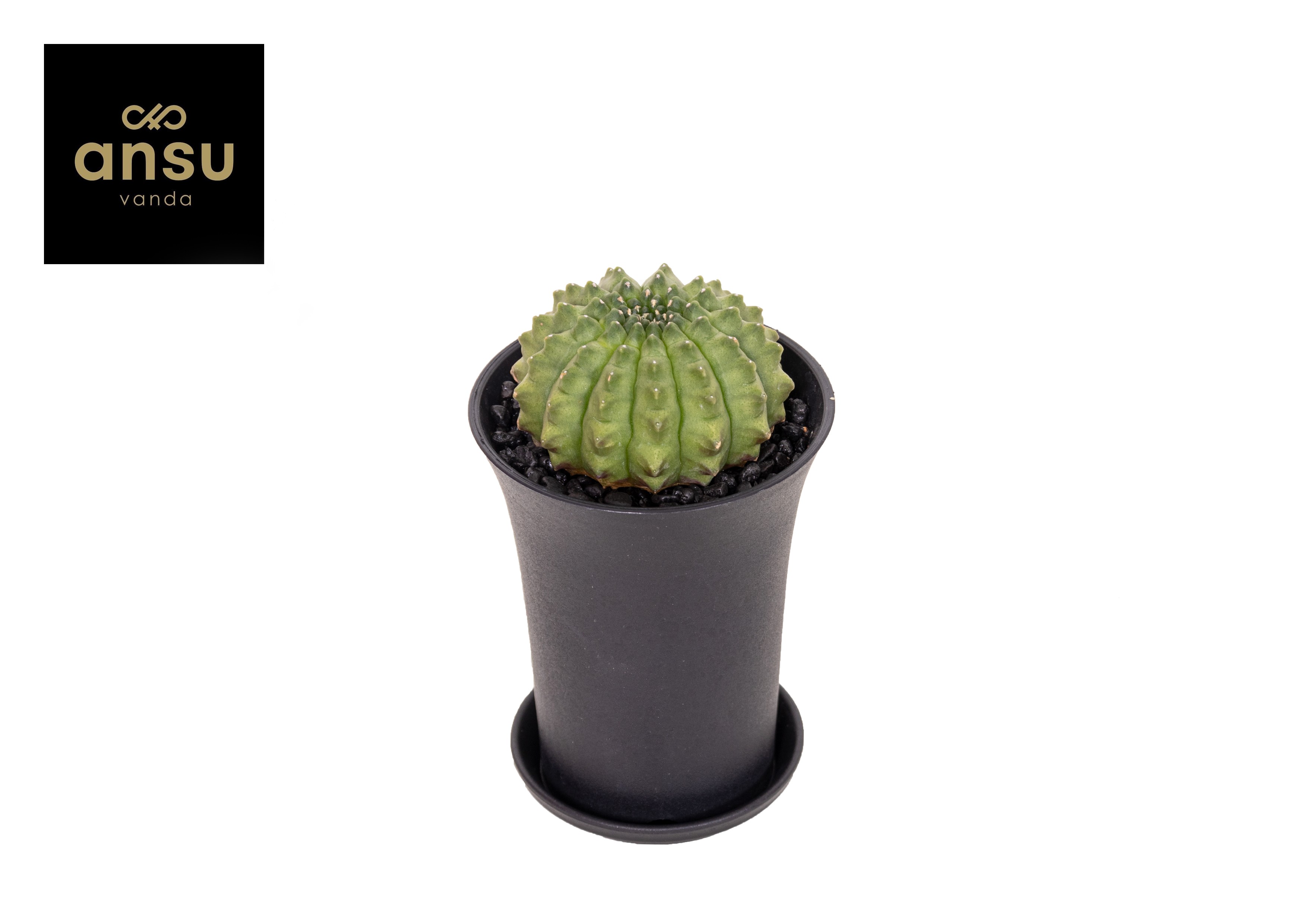 Picture of Gymno Cactus Spineless XL P10 17cm