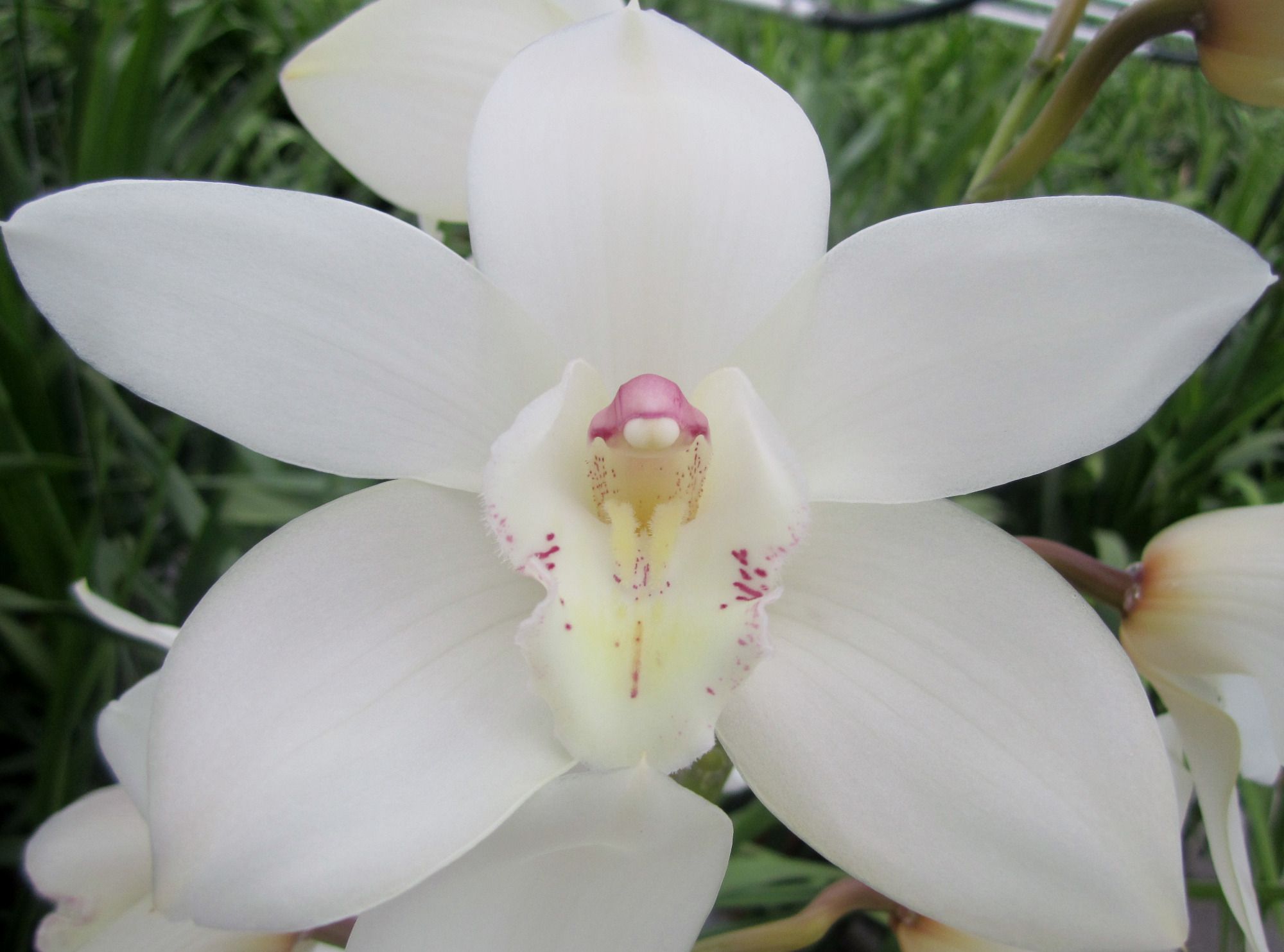 Cymb T Early White