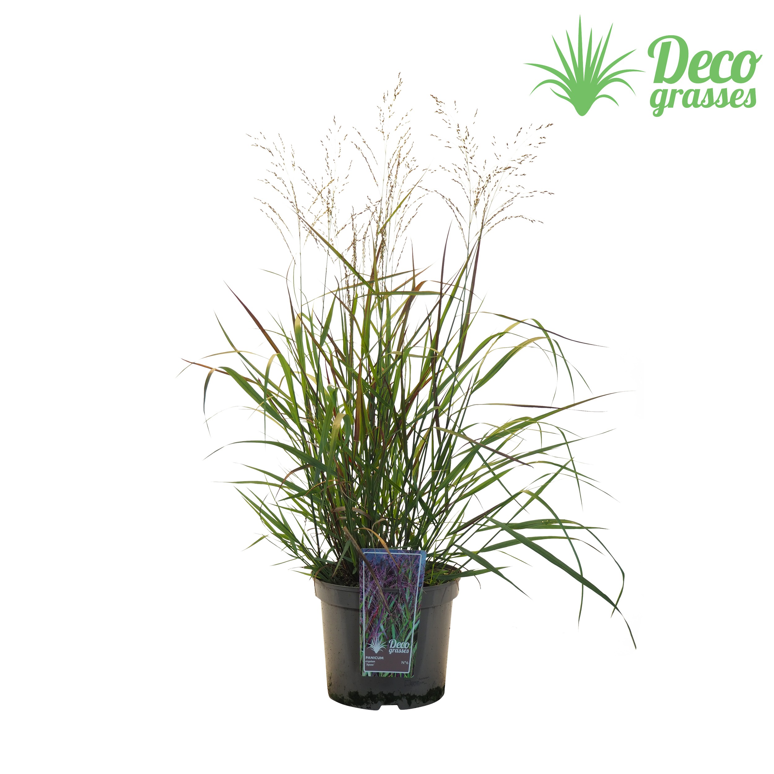 Picture of Panicum virgatum Squaw P27 40CM