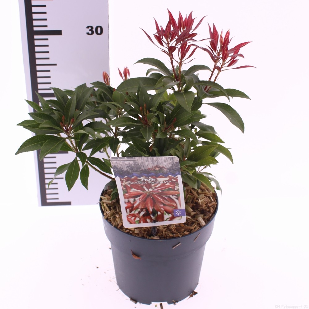 Picture of Pieris jap. 'Katsura'