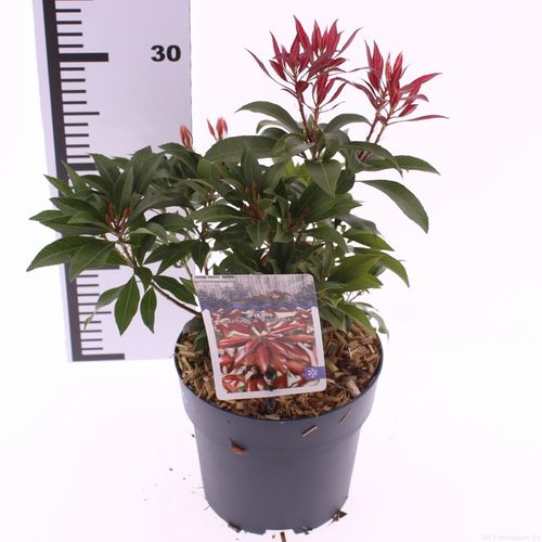 Pieris jap. 'Katsura' p17 Snepvangers
