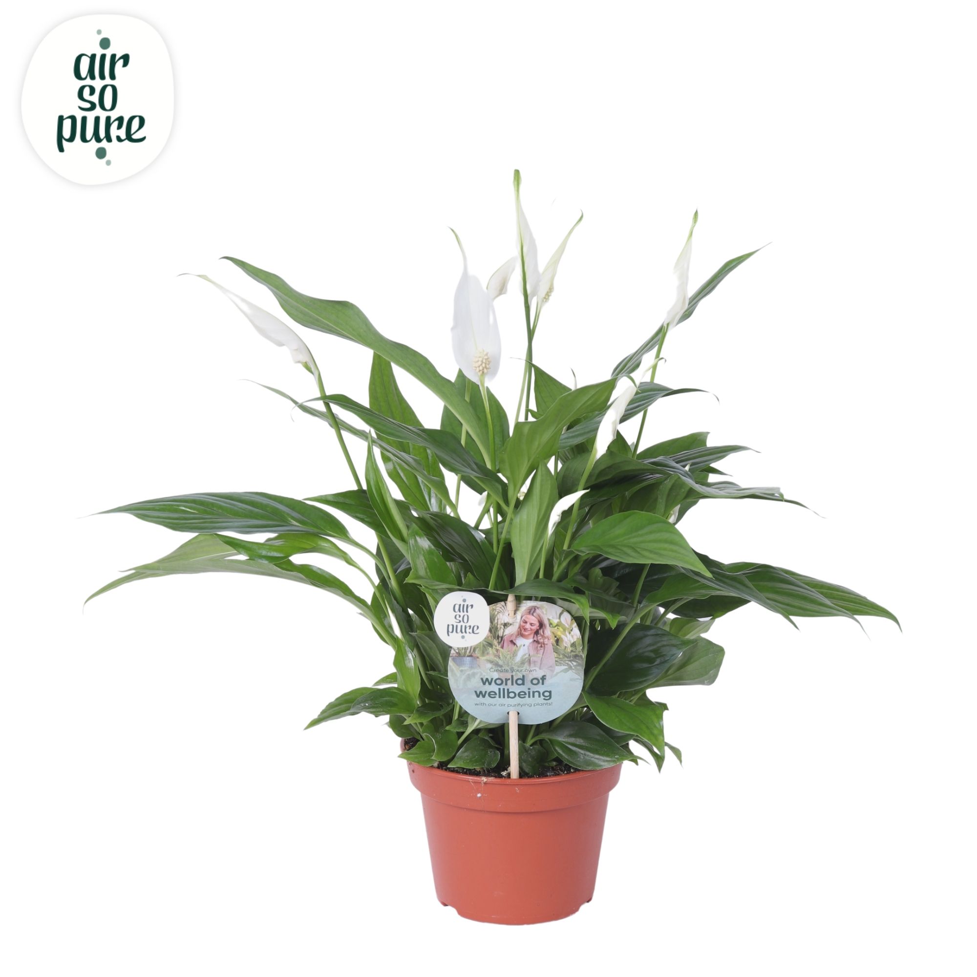 Spathiphyllum BOP - Air So Pure - Spathiphyllum Pearl met etiket