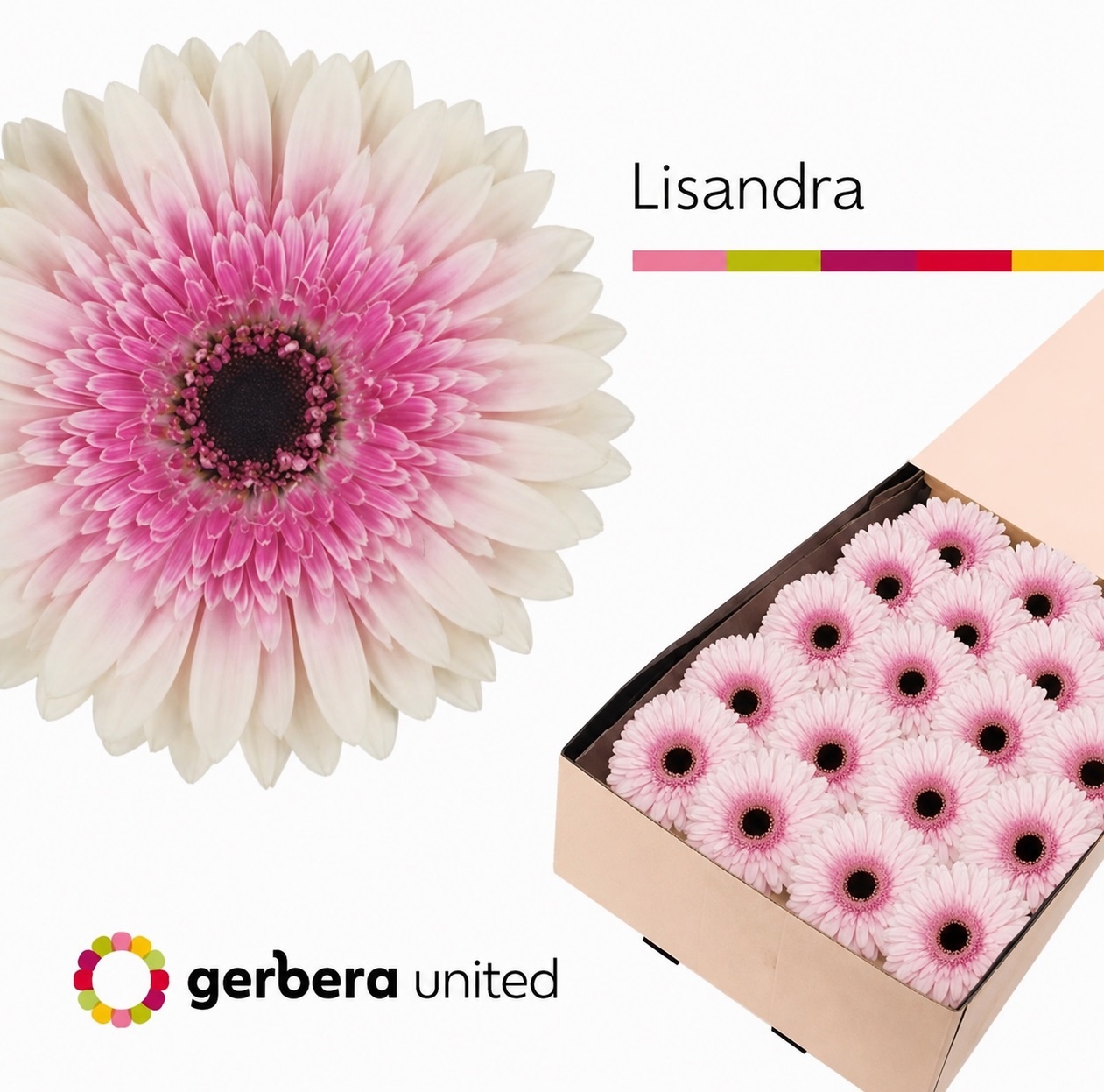 Ge Gr Lisandra