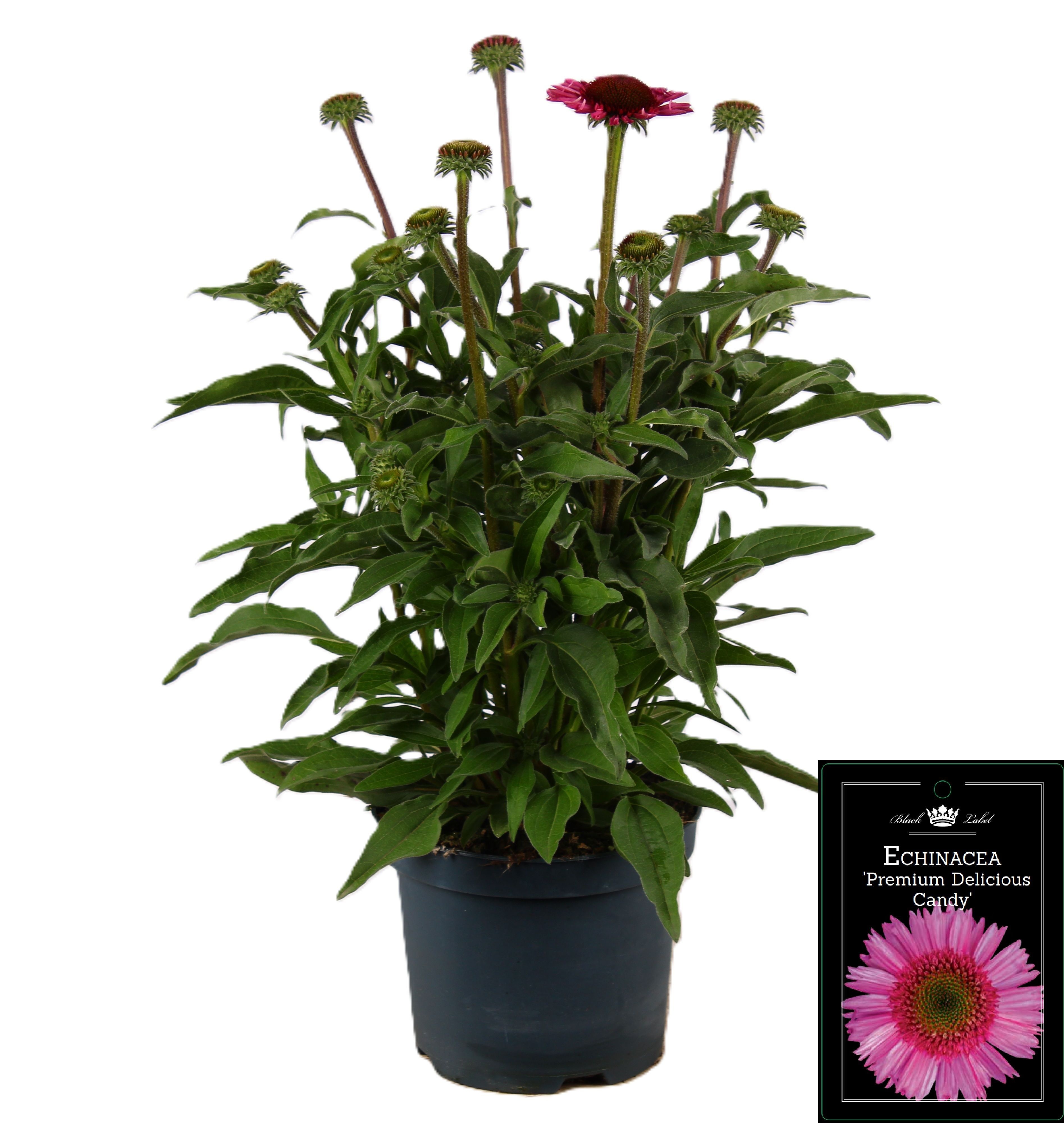 Picture of Echinacea Premium Pink